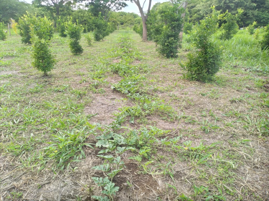 VENDO TERRENO - LIBERIA , Guanacaste, Costa Rica