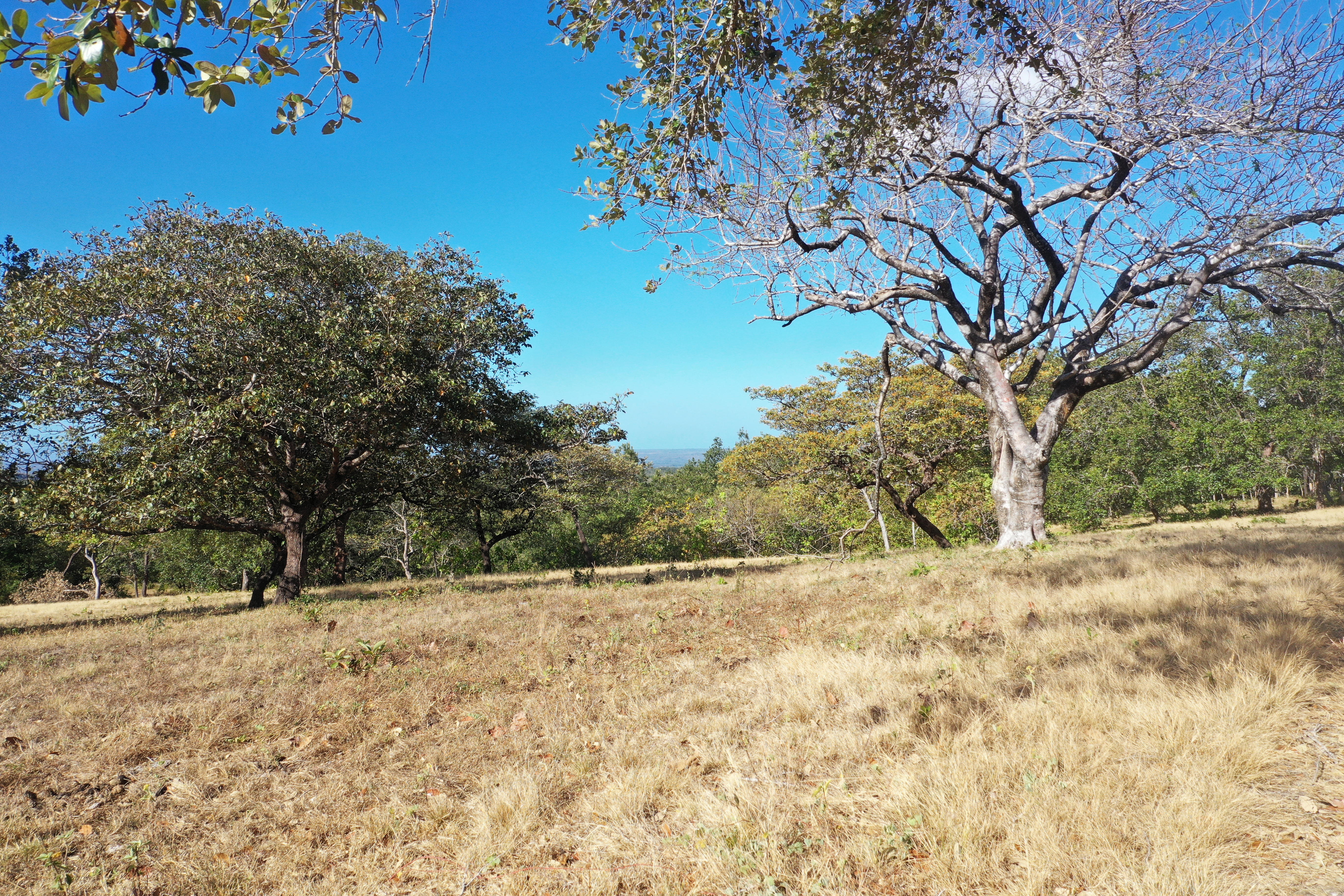 FARM FOR SALE - CURUBANDE | LIBERIA