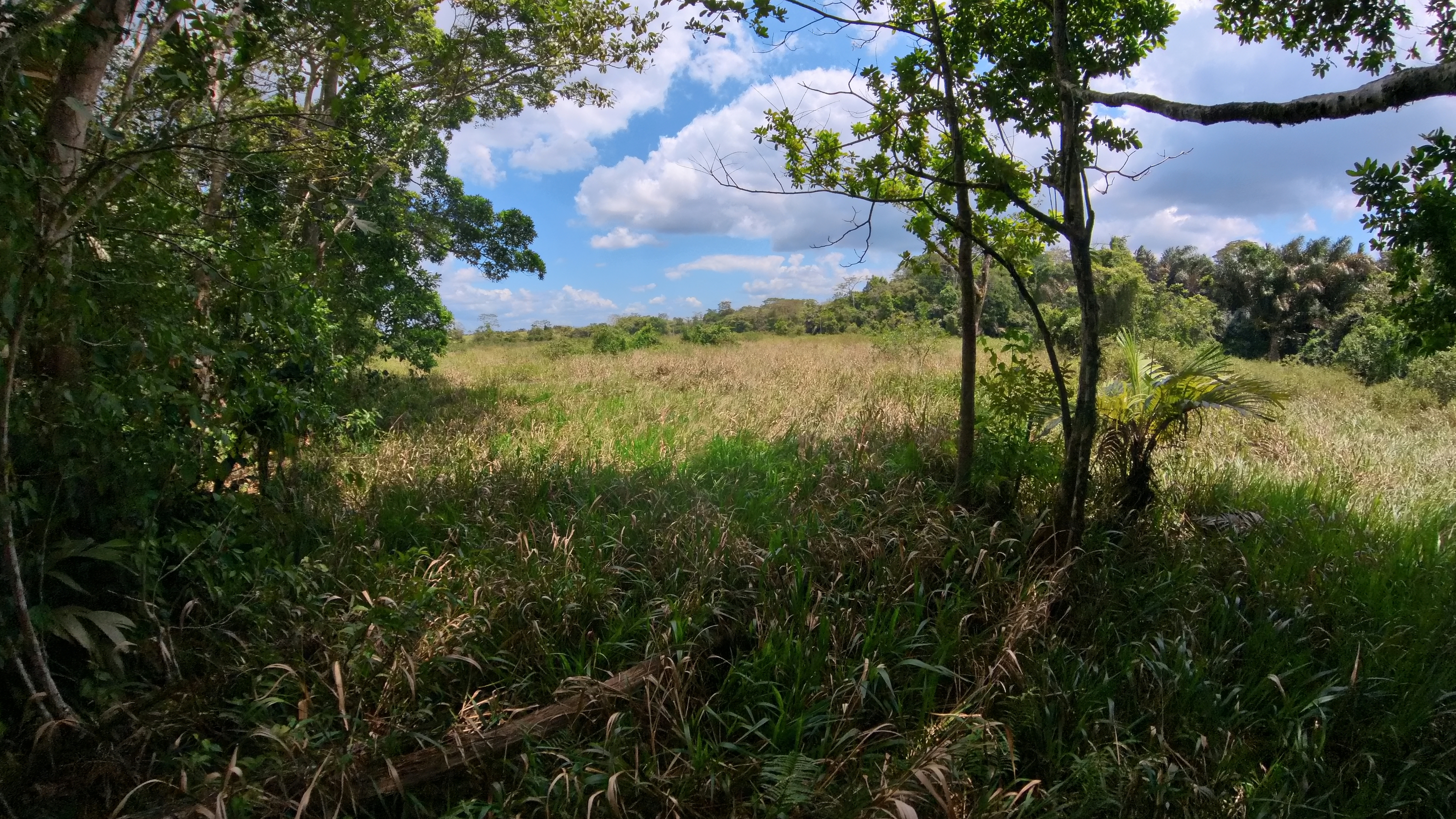 Rosibel Farm, Birdwatching paradise, La Verbena, Upala, Costa Rica
