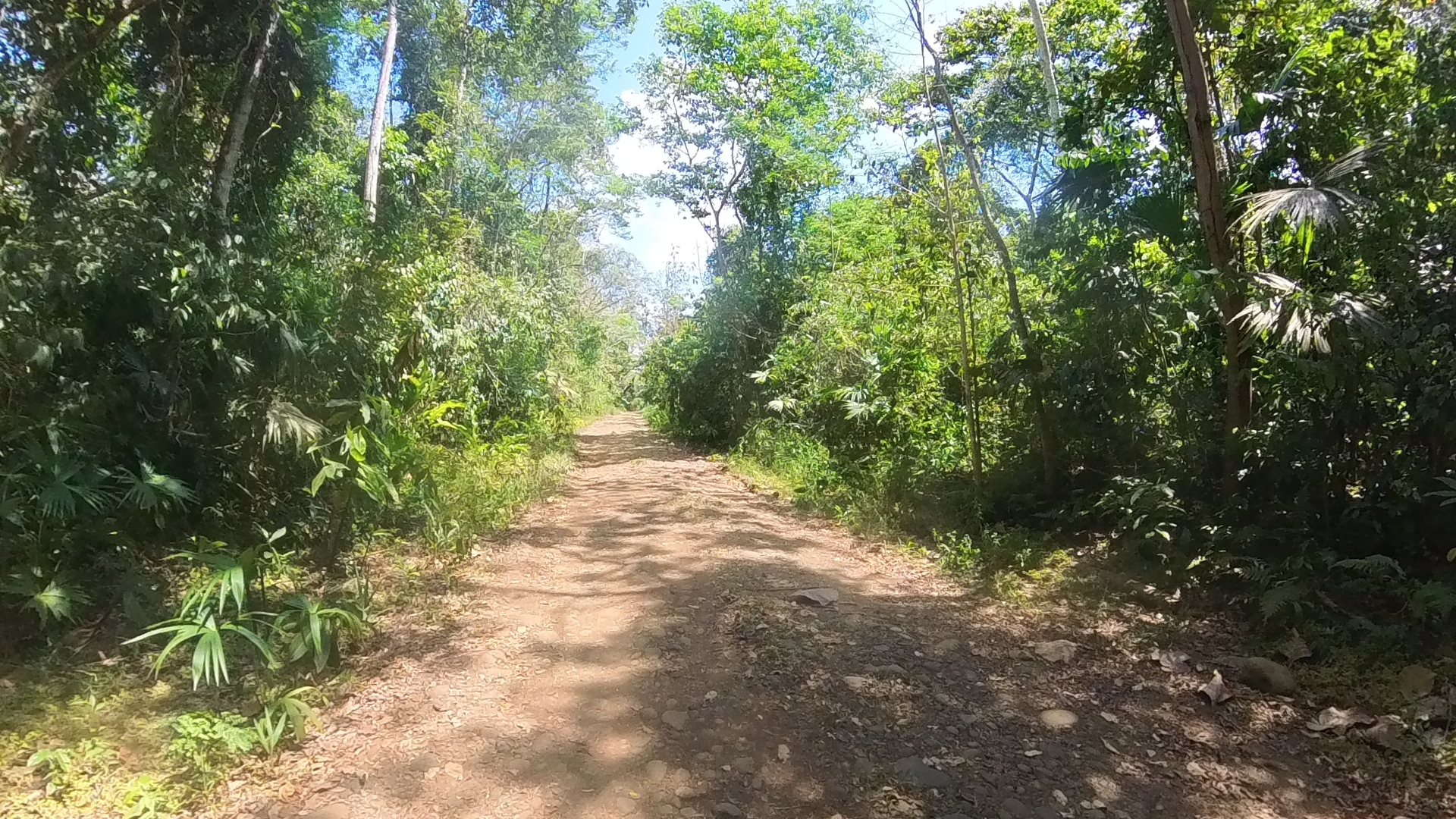 Rosibel Farm, Birdwatching paradise, La Verbena, Upala, Costa Rica