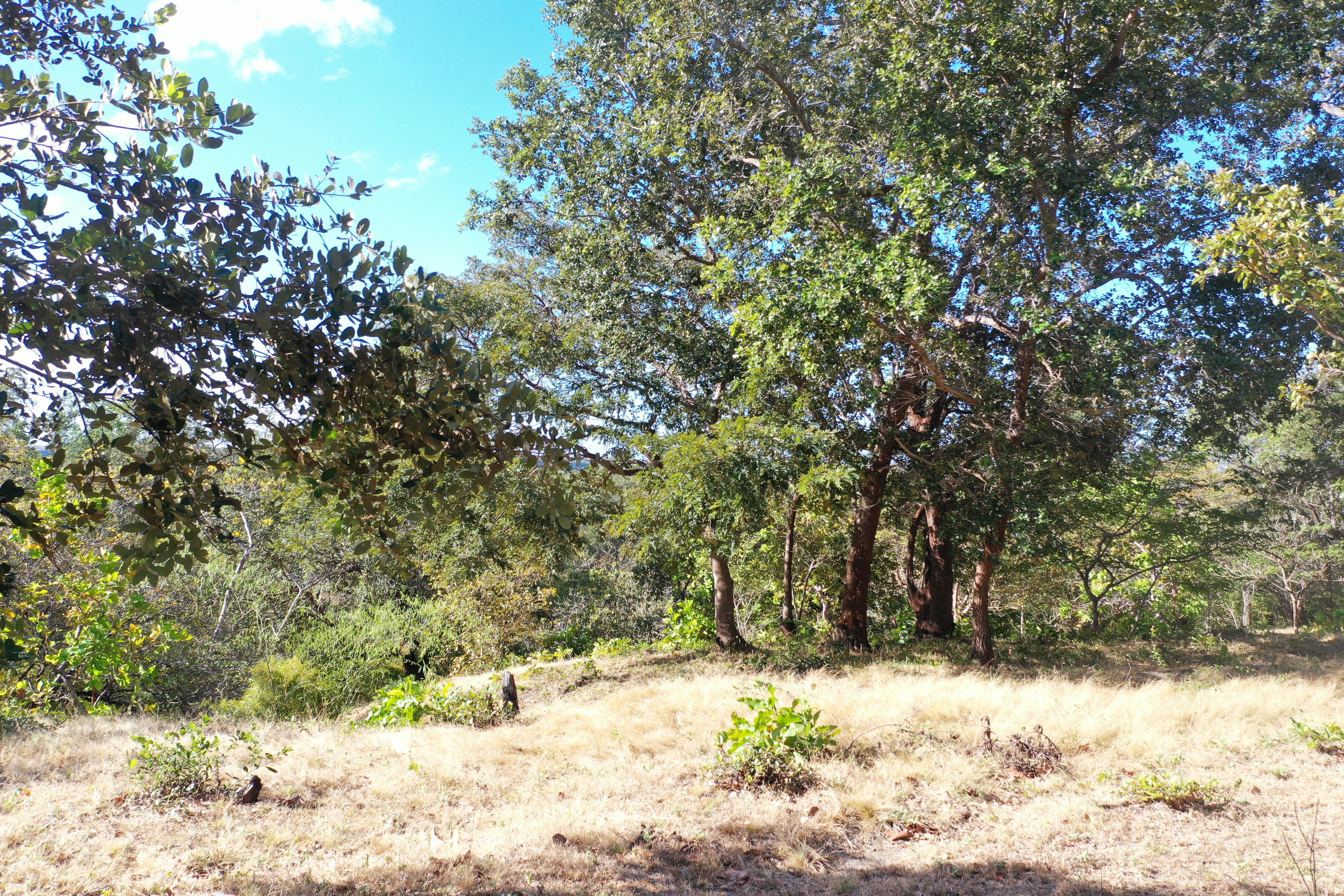 FARM FOR SALE - CURUBANDE | LIBERIA