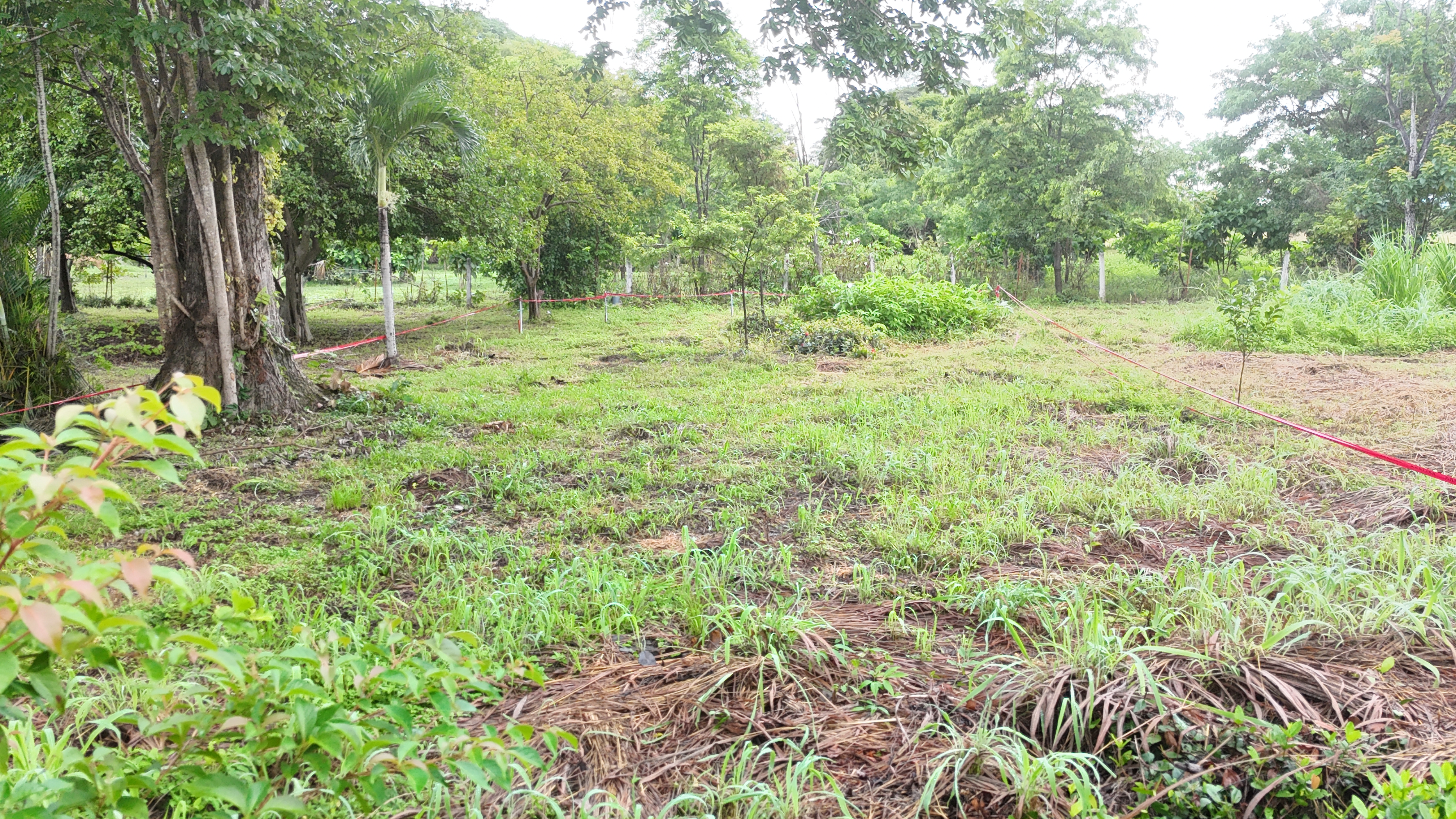 VENDO LOTE - LA CARAÑA | LIBERIA