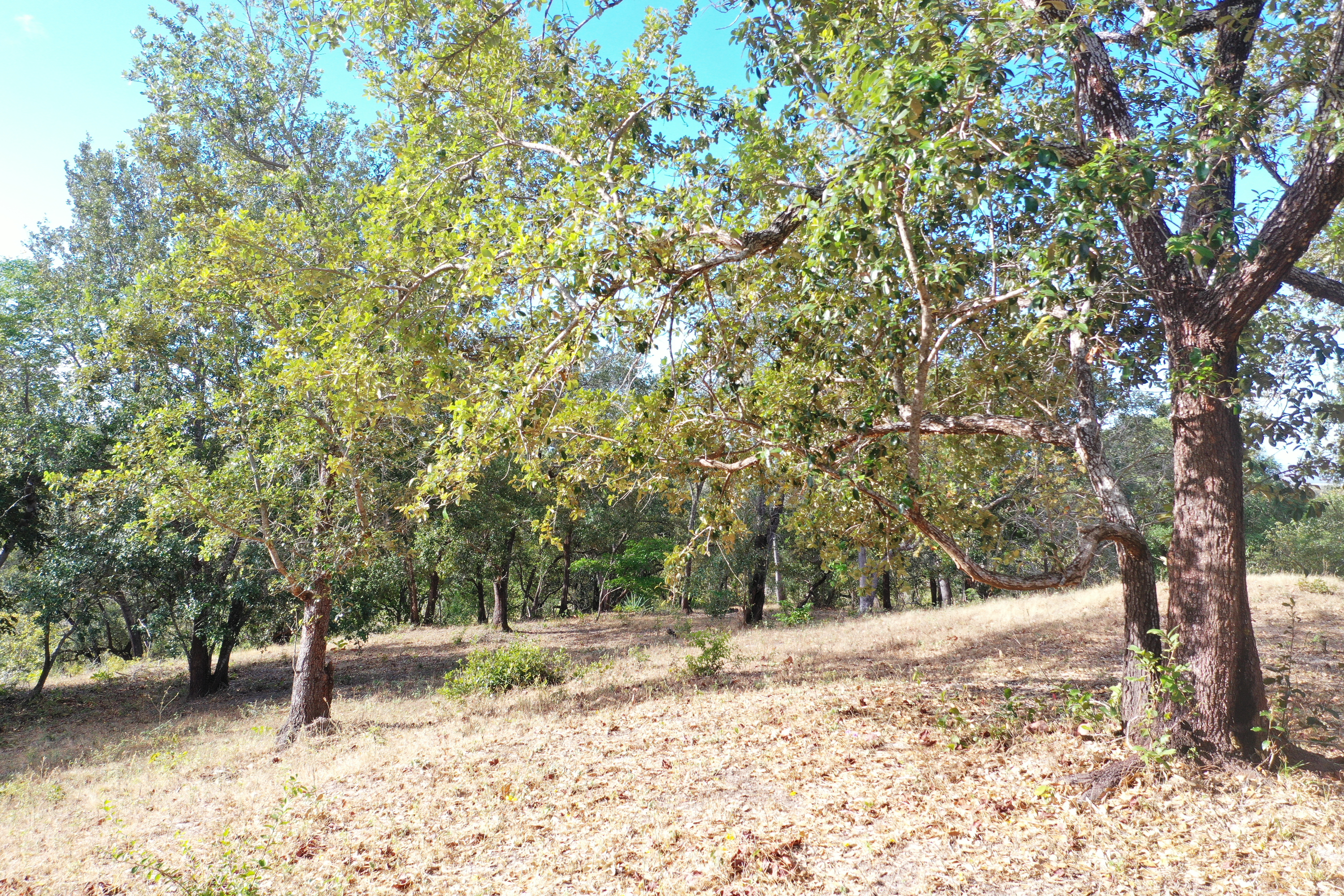 FARM FOR SALE - CURUBANDE | LIBERIA