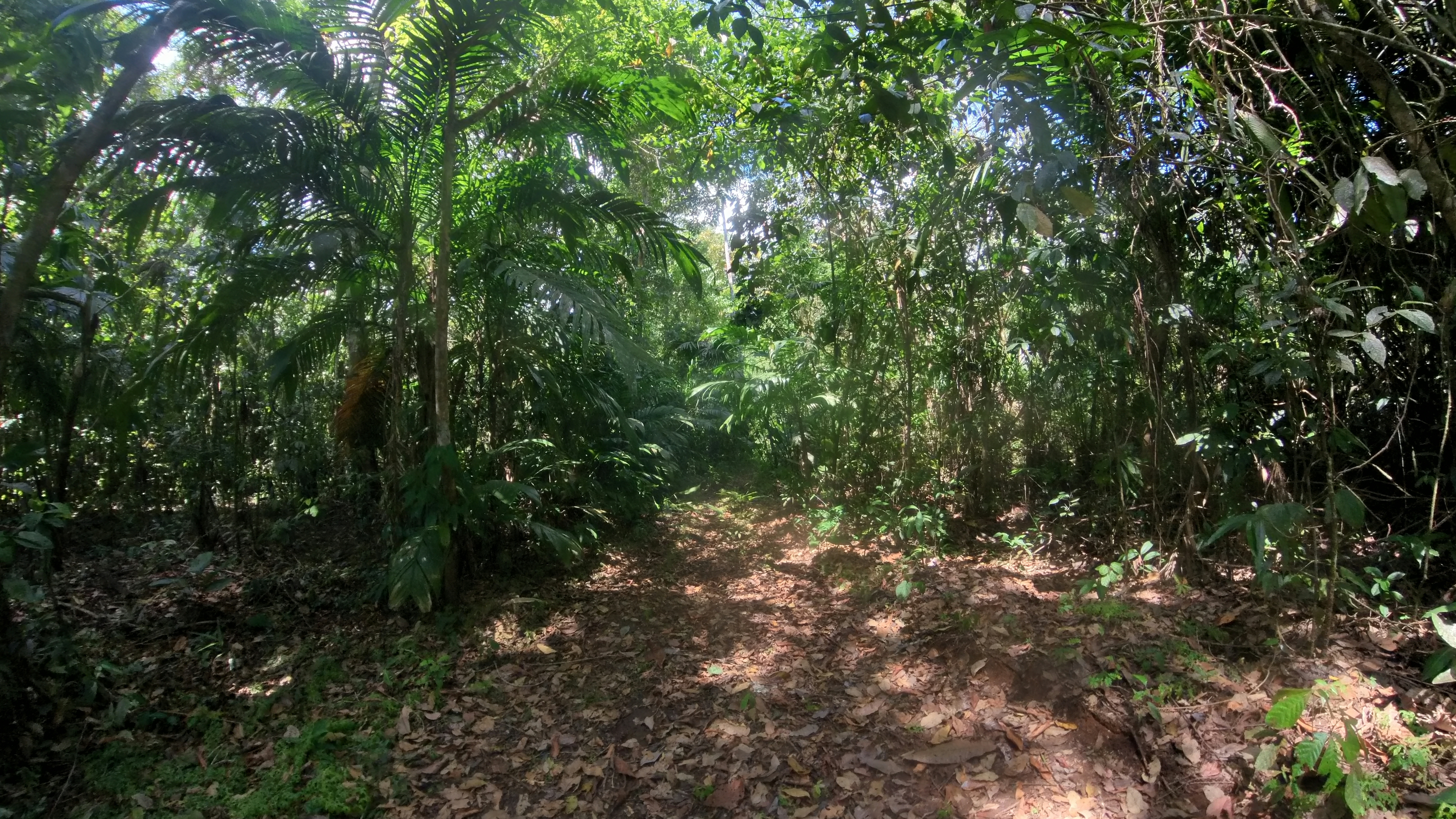 Rosibel Farm, Birdwatching paradise, La Verbena, Upala, Costa Rica