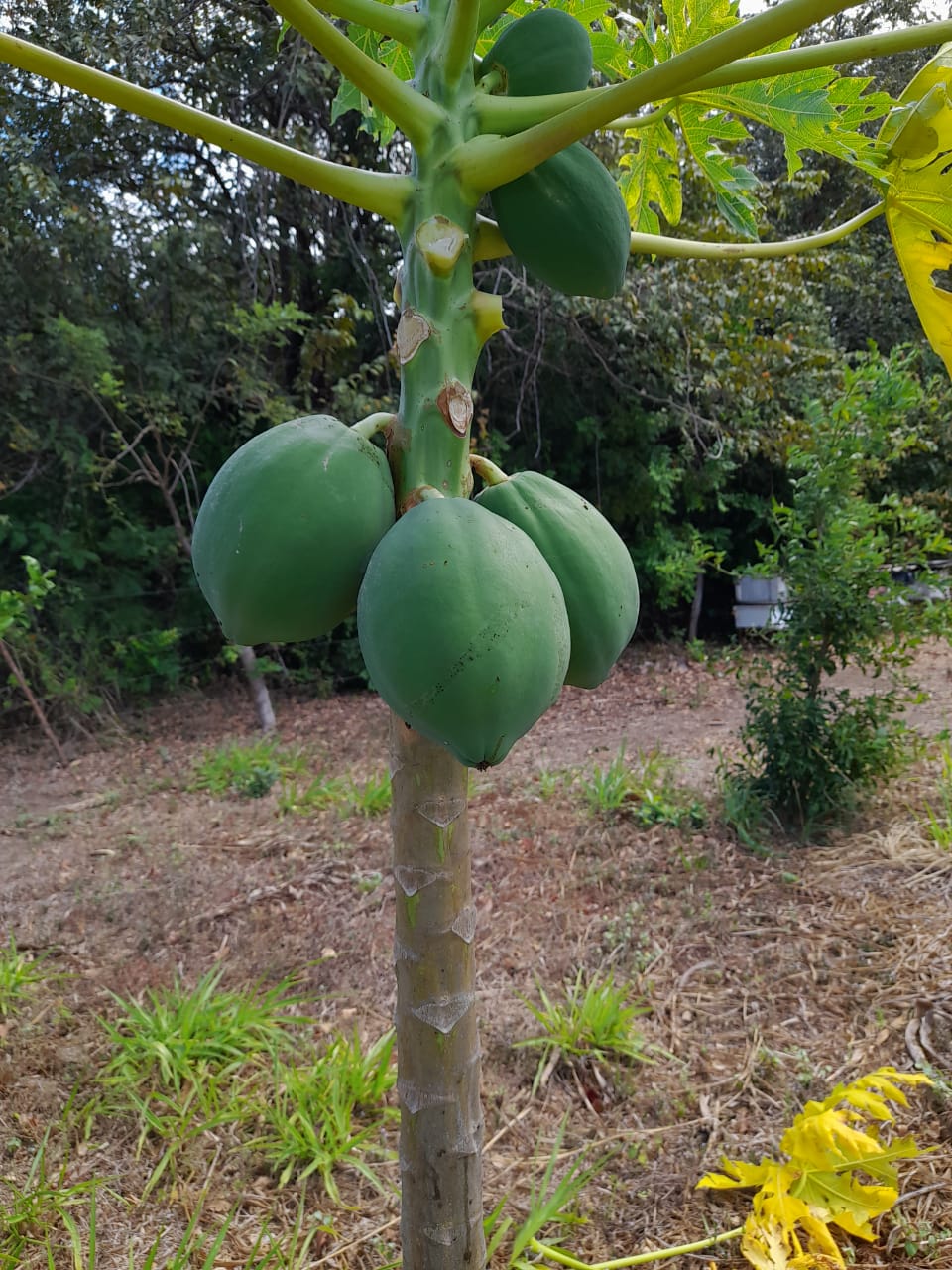 VENDO TERRENO - LIBERIA , Guanacaste, Costa Rica