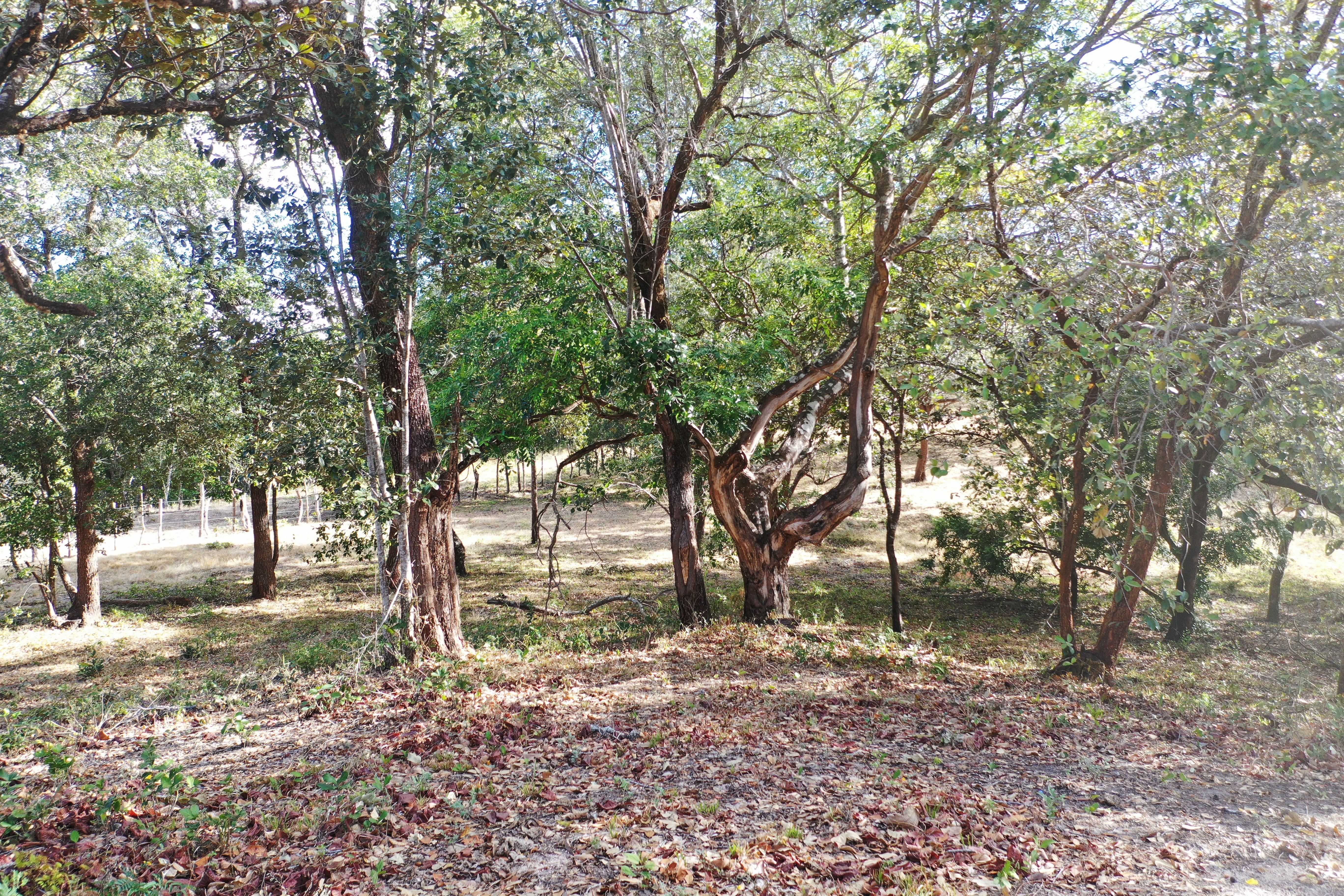 FARM FOR SALE - CURUBANDE | LIBERIA