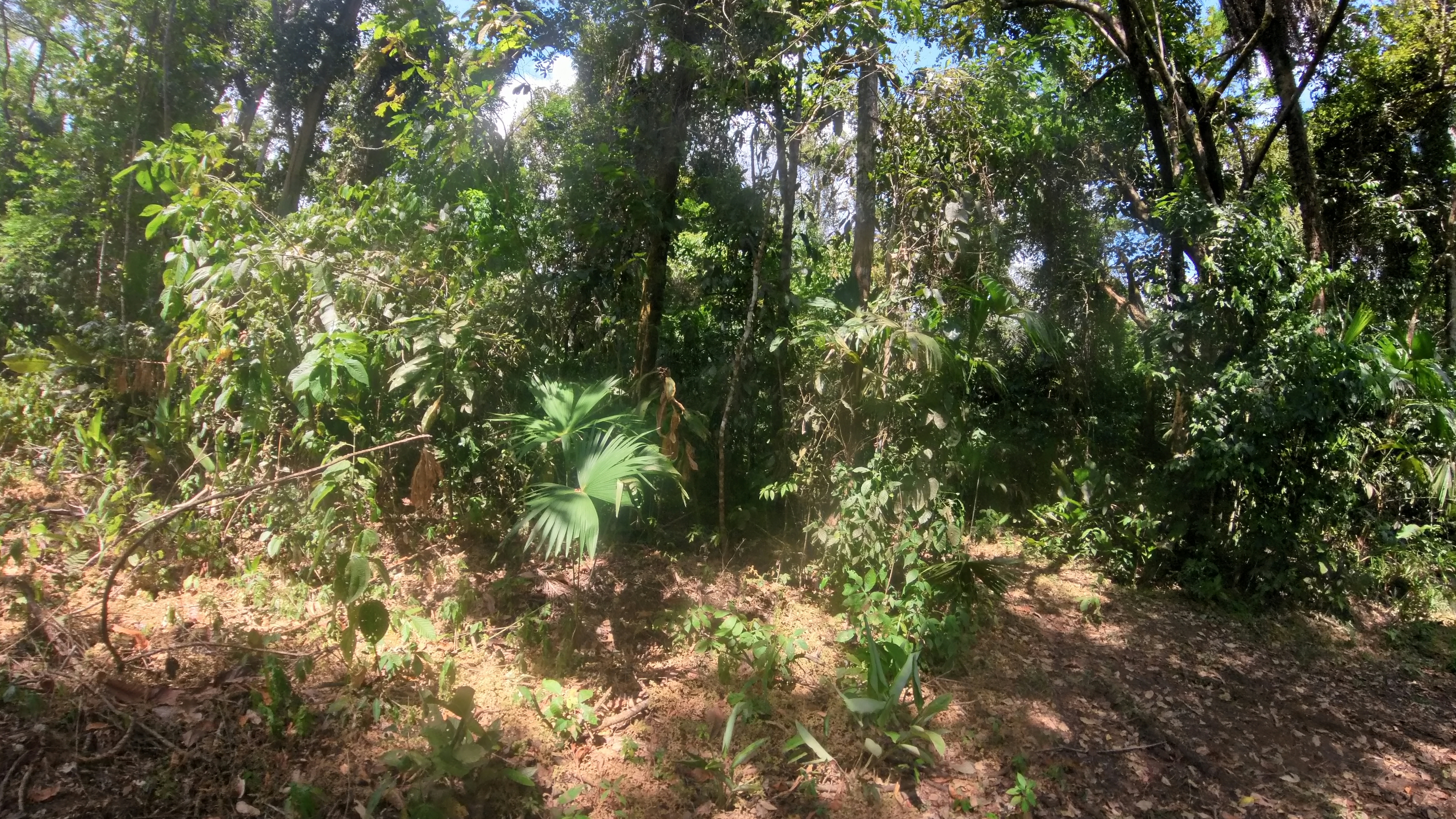 Rosibel Farm, Birdwatching paradise, La Verbena, Upala, Costa Rica