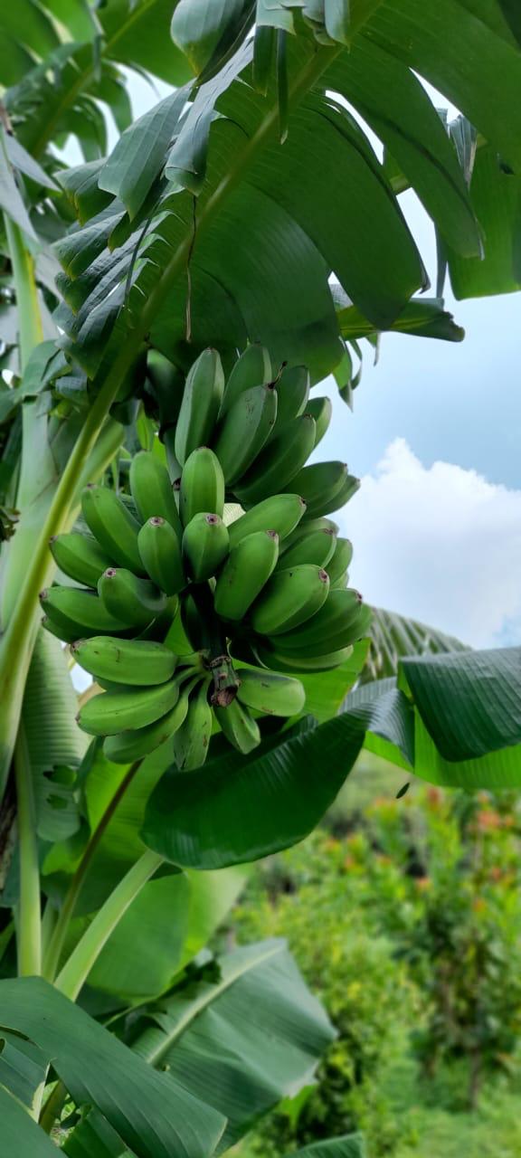 VENDO TERRENO - LIBERIA , Guanacaste, Costa Rica