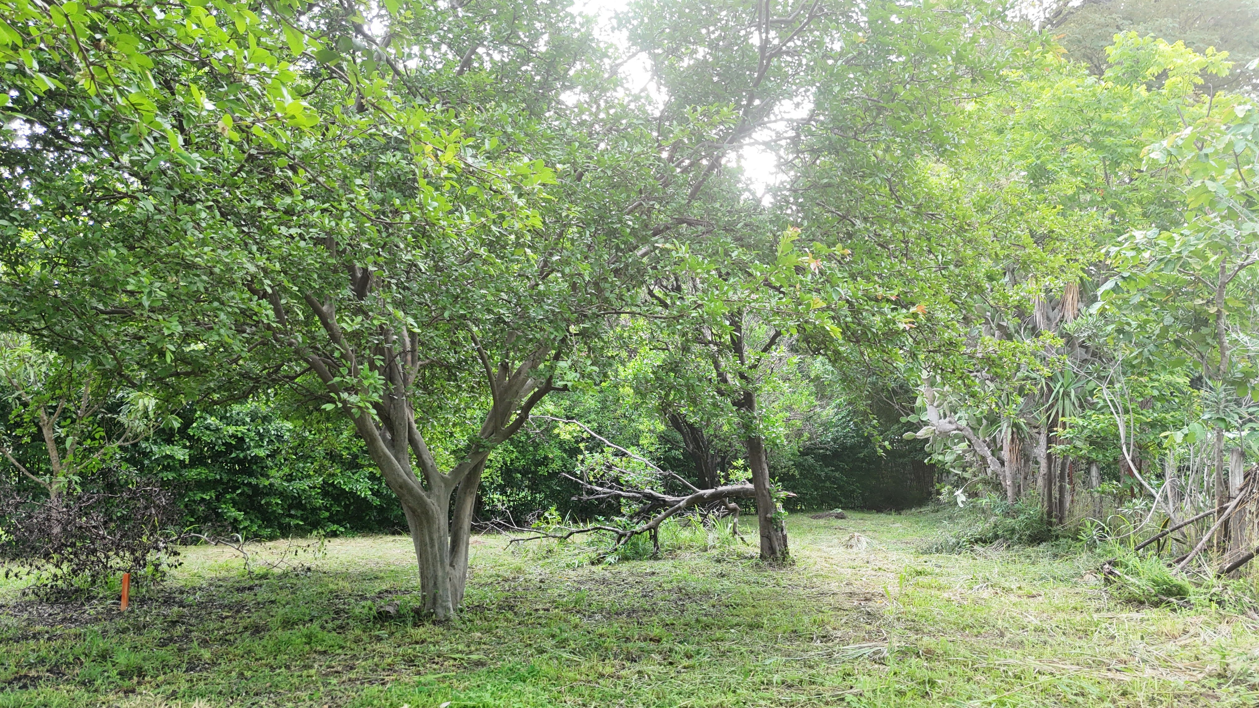 SE VENDE LOTE - LA CARAÑA  | LIBERIA