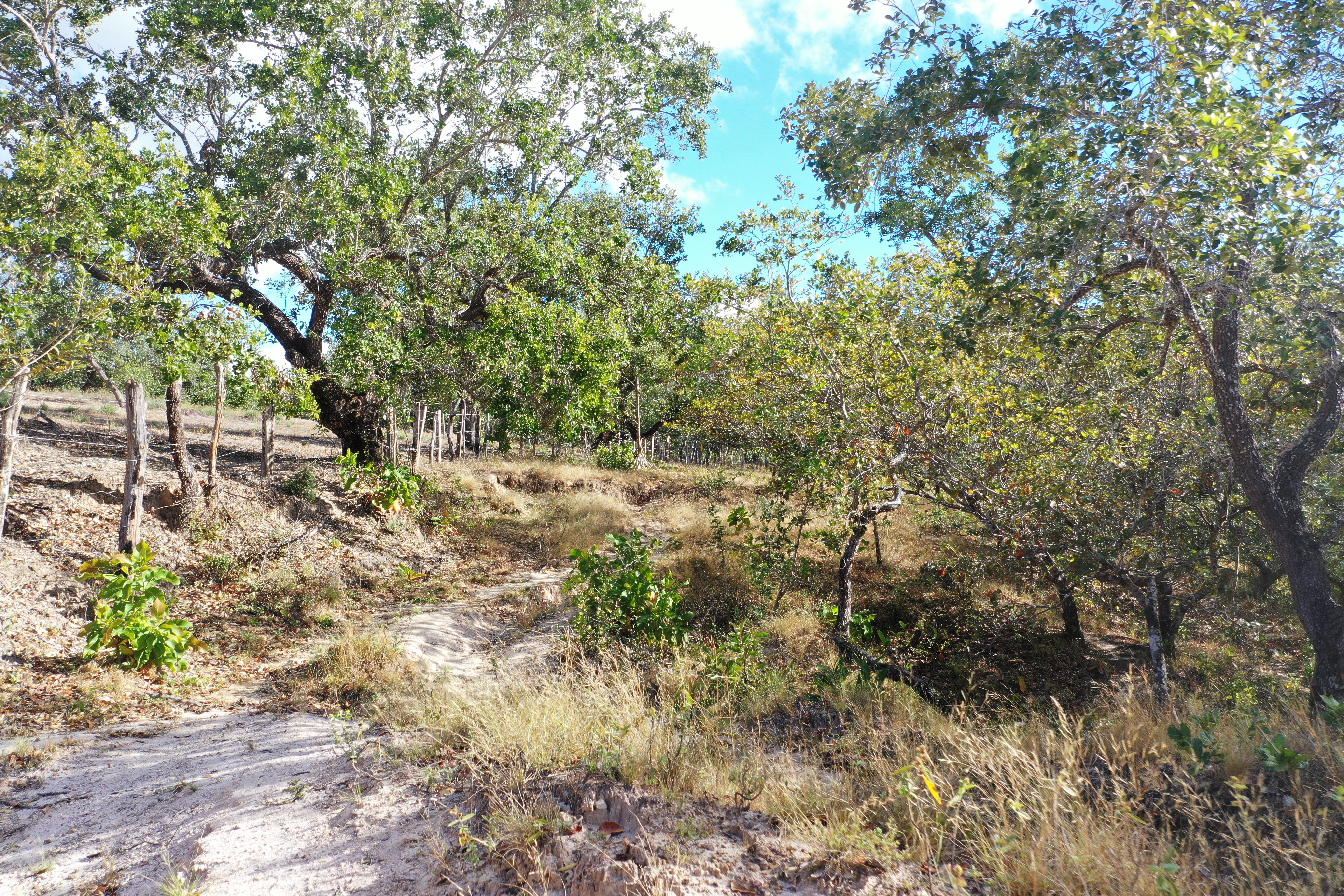 FARM FOR SALE - CURUBANDE | LIBERIA