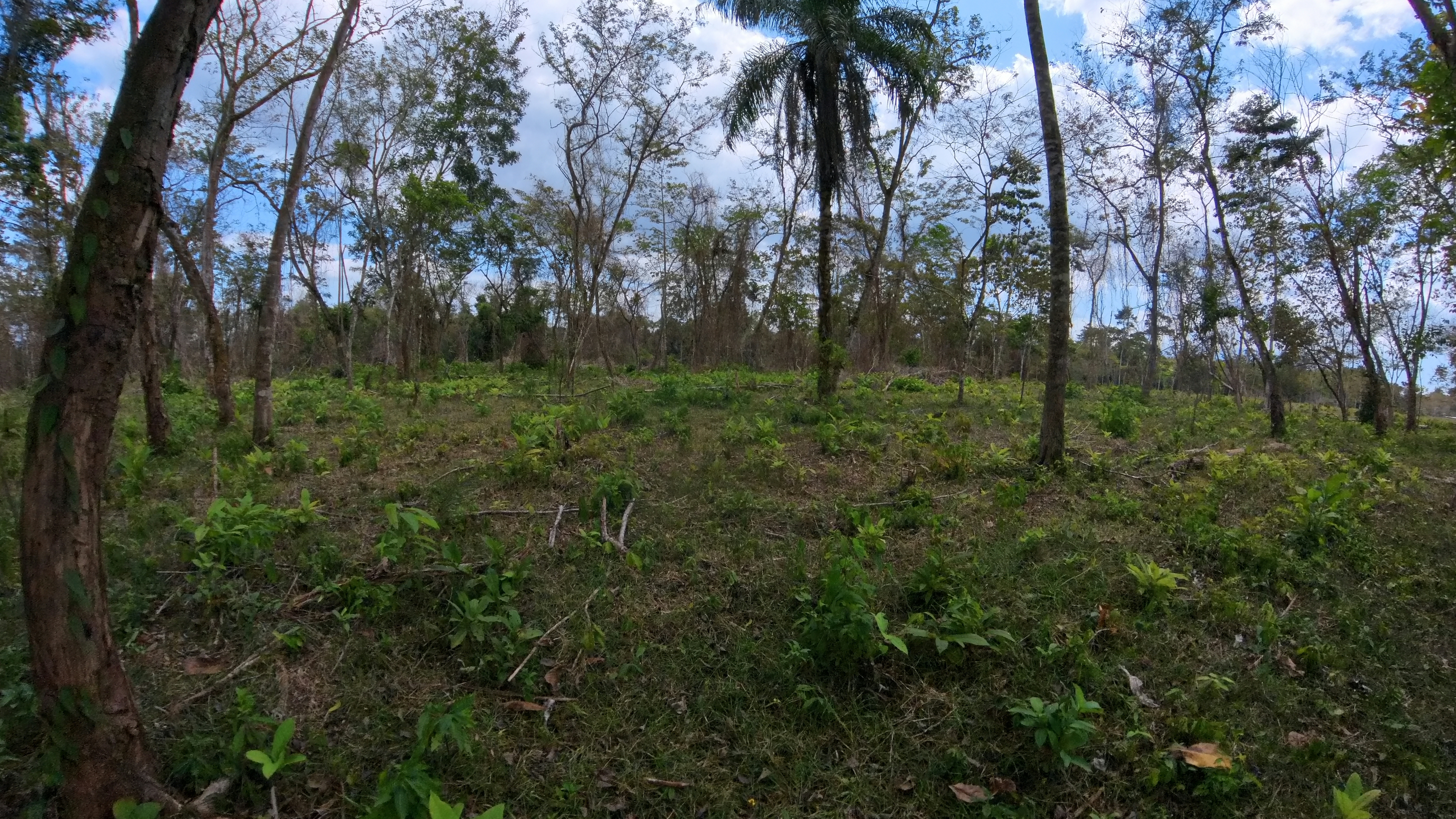 Rosibel Farm, Birdwatching paradise, La Verbena, Upala, Costa Rica