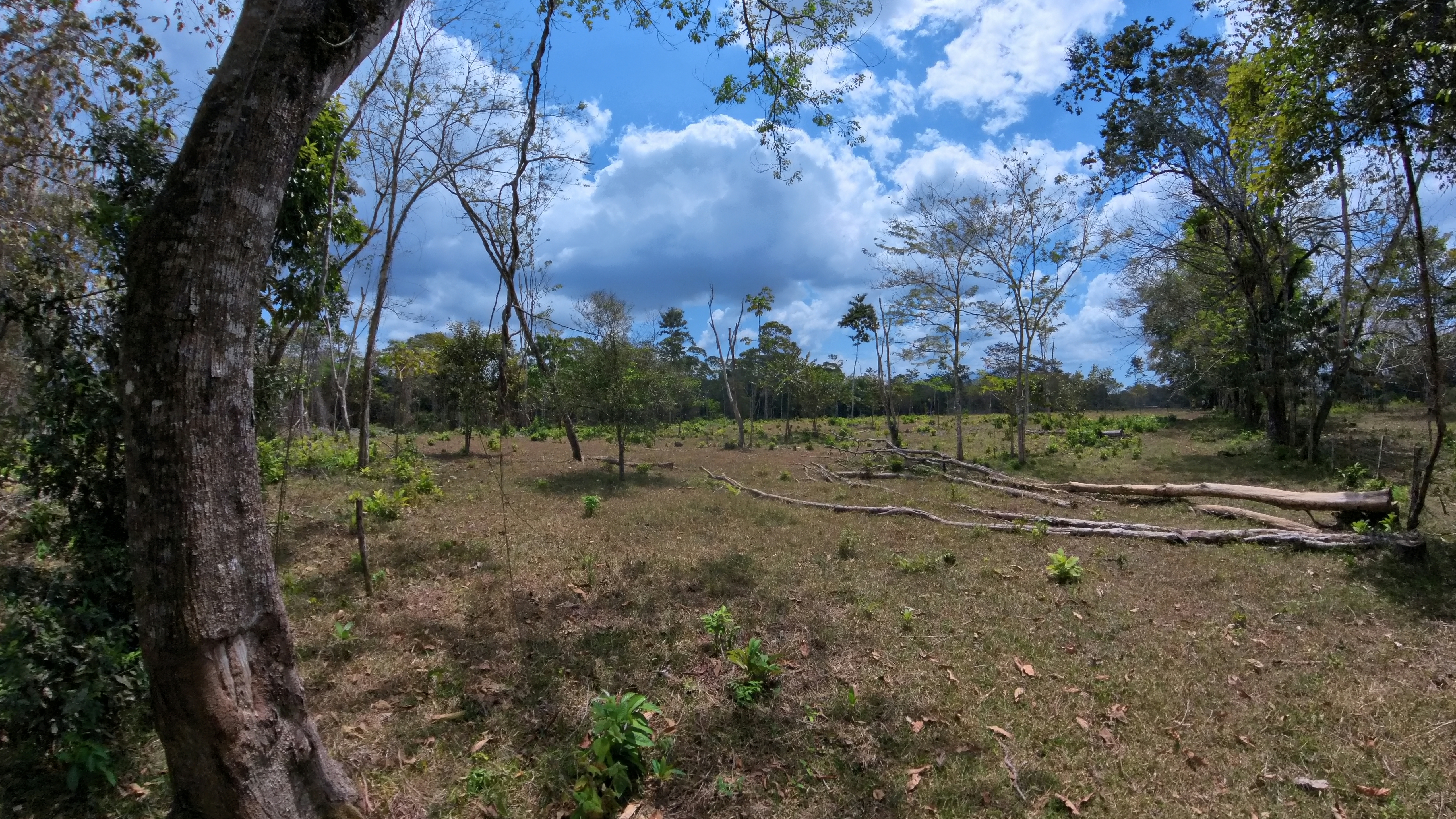 Rosibel Farm, Birdwatching paradise, La Verbena, Upala, Costa Rica