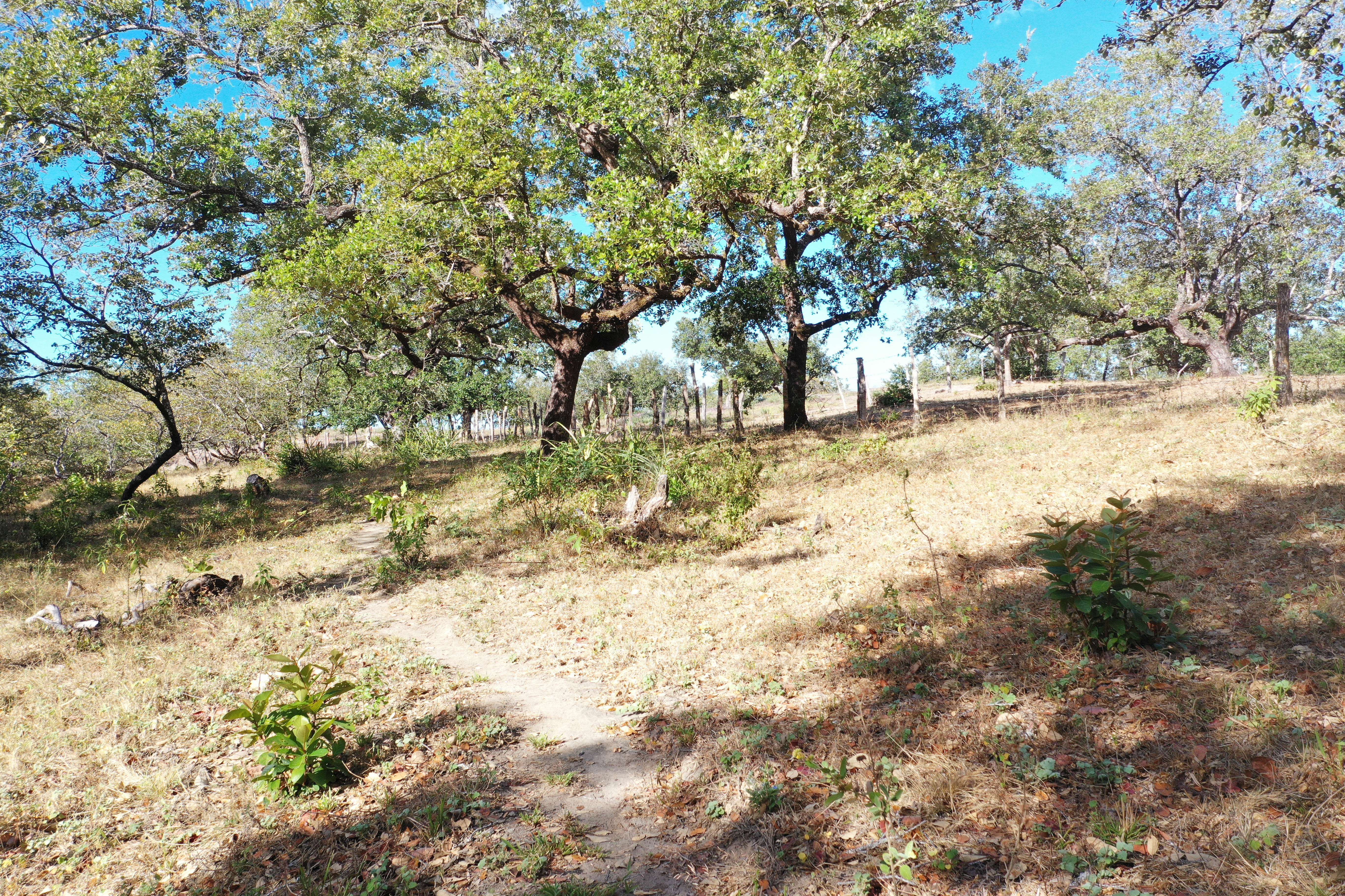 FARM FOR SALE - CURUBANDE | LIBERIA
