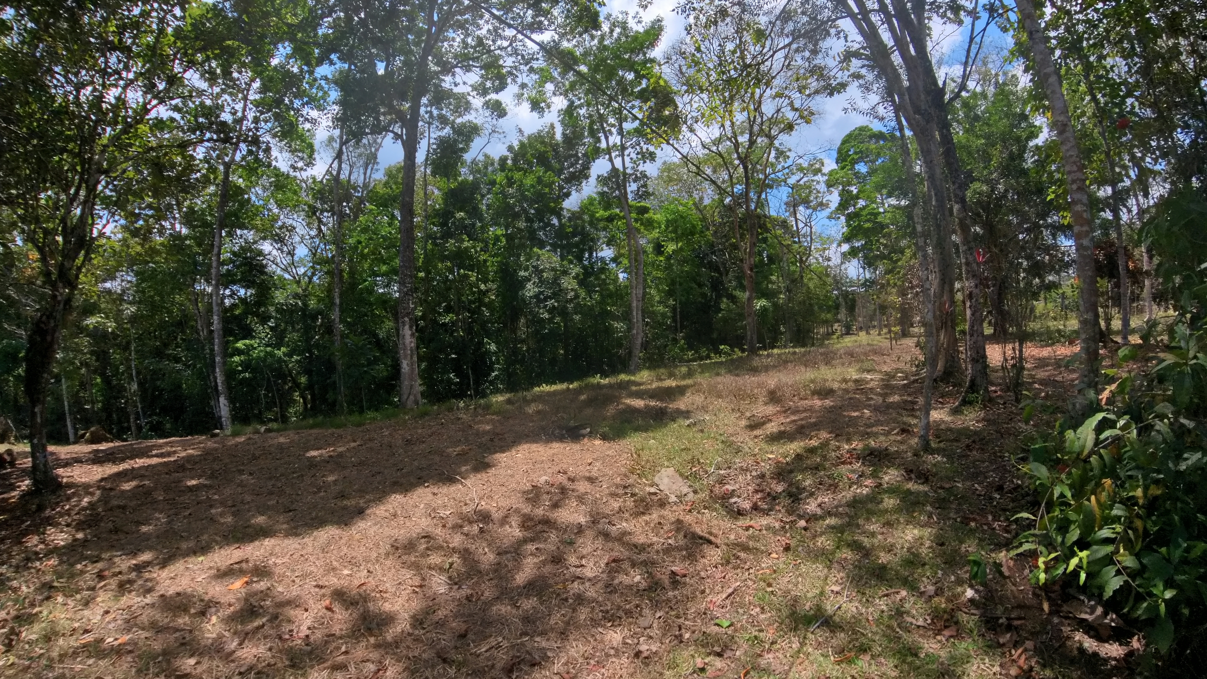 Rosibel Farm, Birdwatching paradise, La Verbena, Upala, Costa Rica