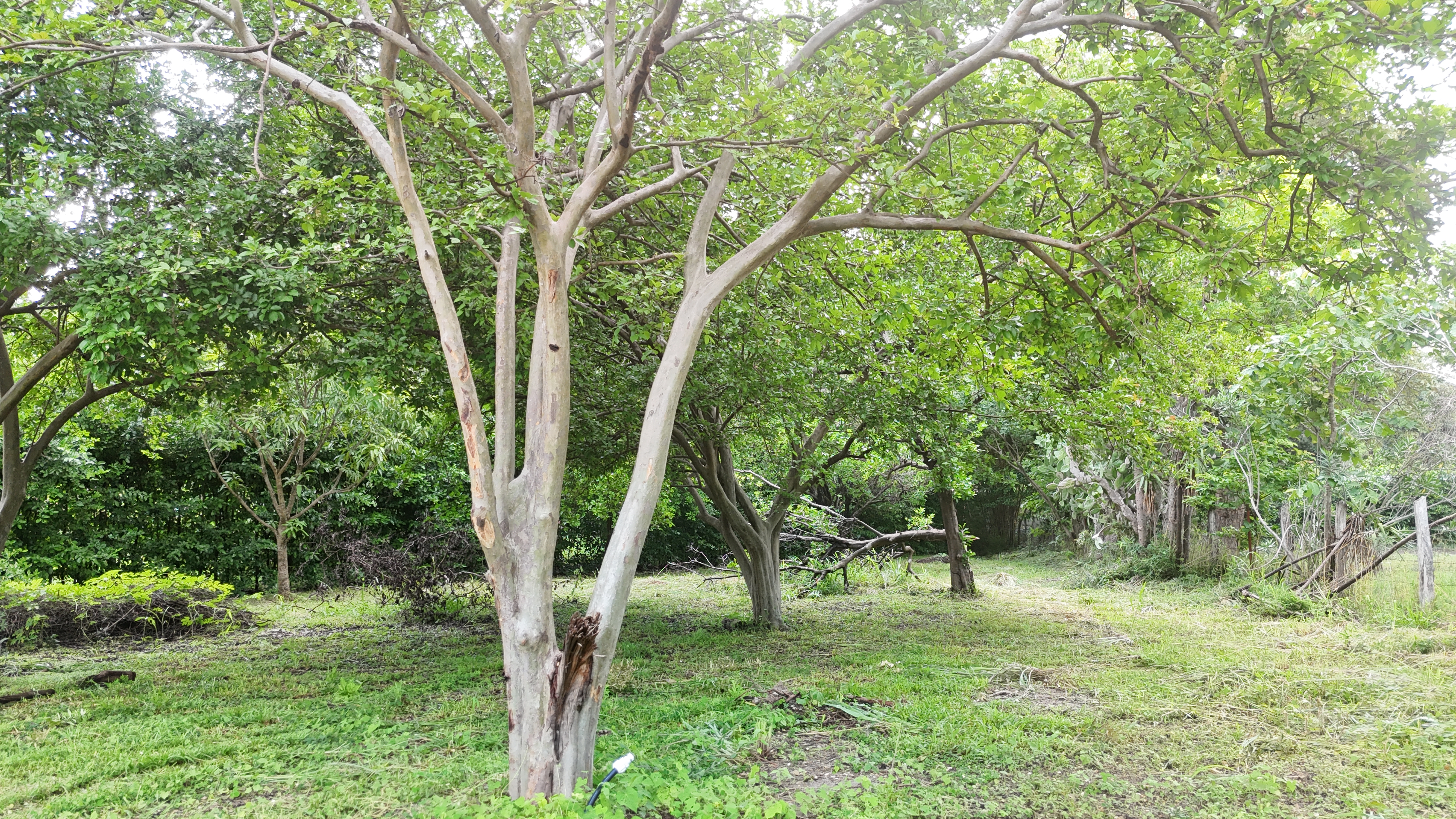 SE VENDE LOTE - LA CARAÑA  | LIBERIA