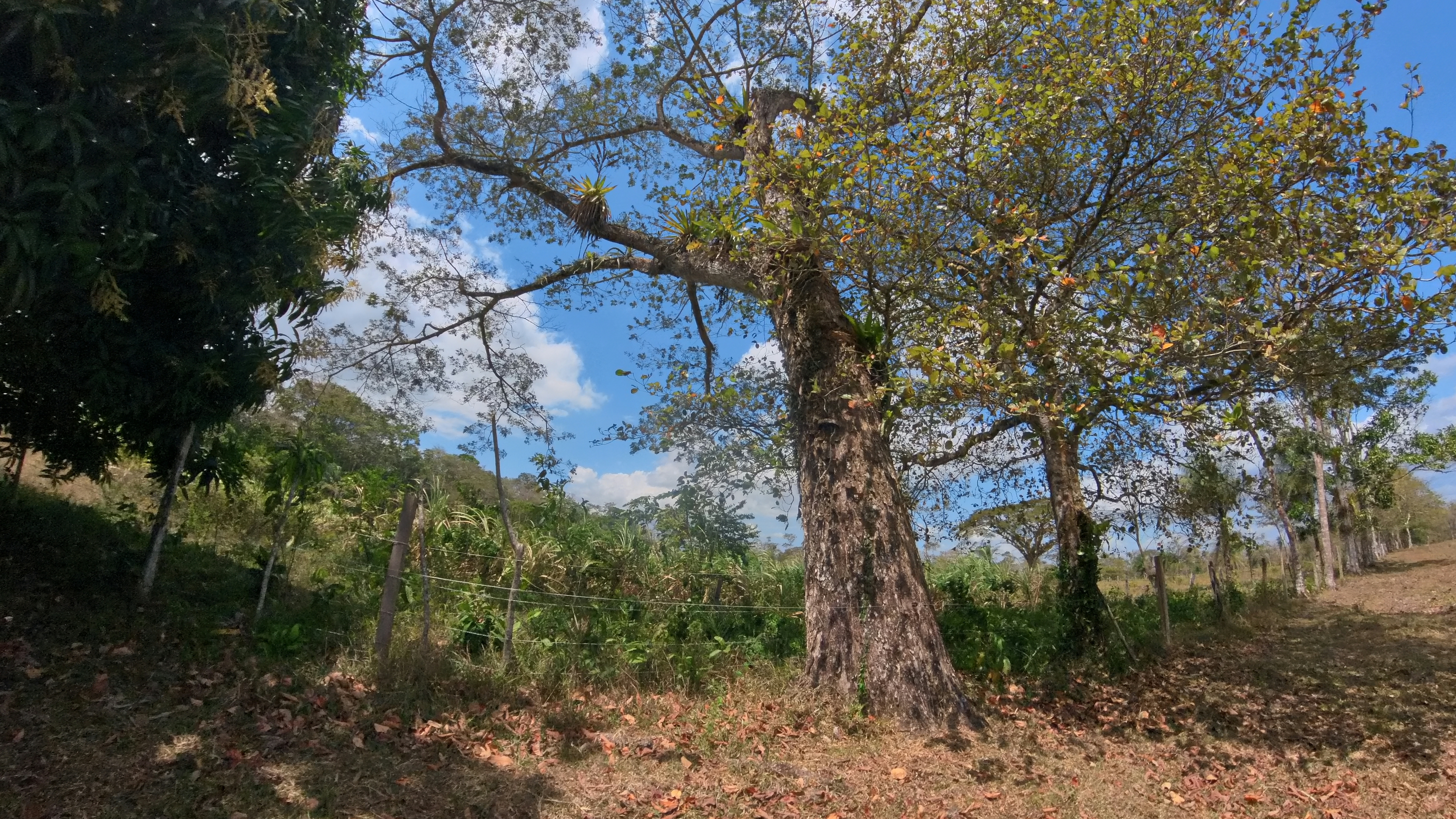 Rosibel Farm, Birdwatching paradise, La Verbena, Upala, Costa Rica