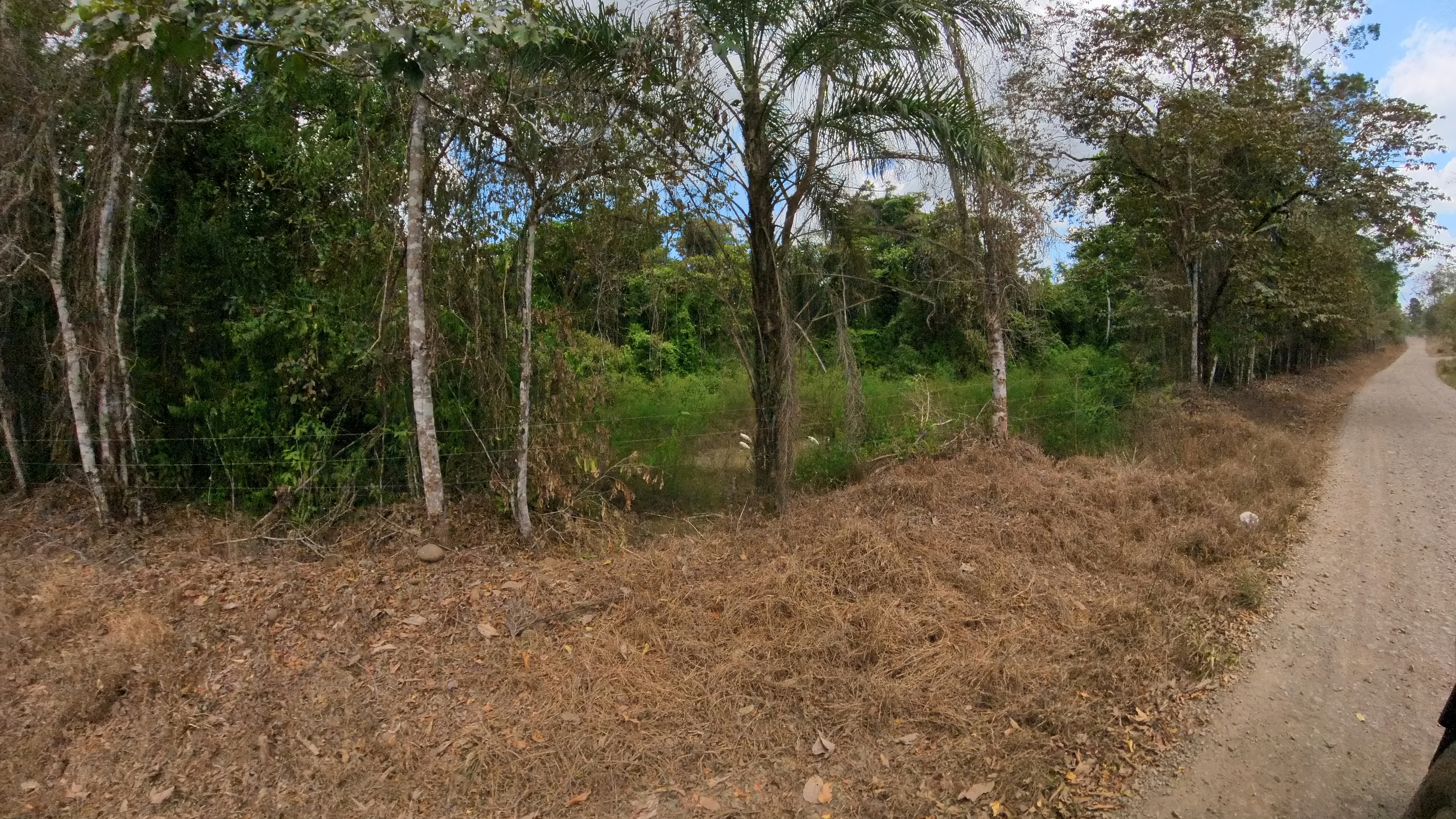 Rosibel Farm, Birdwatching paradise, La Verbena, Upala, Costa Rica