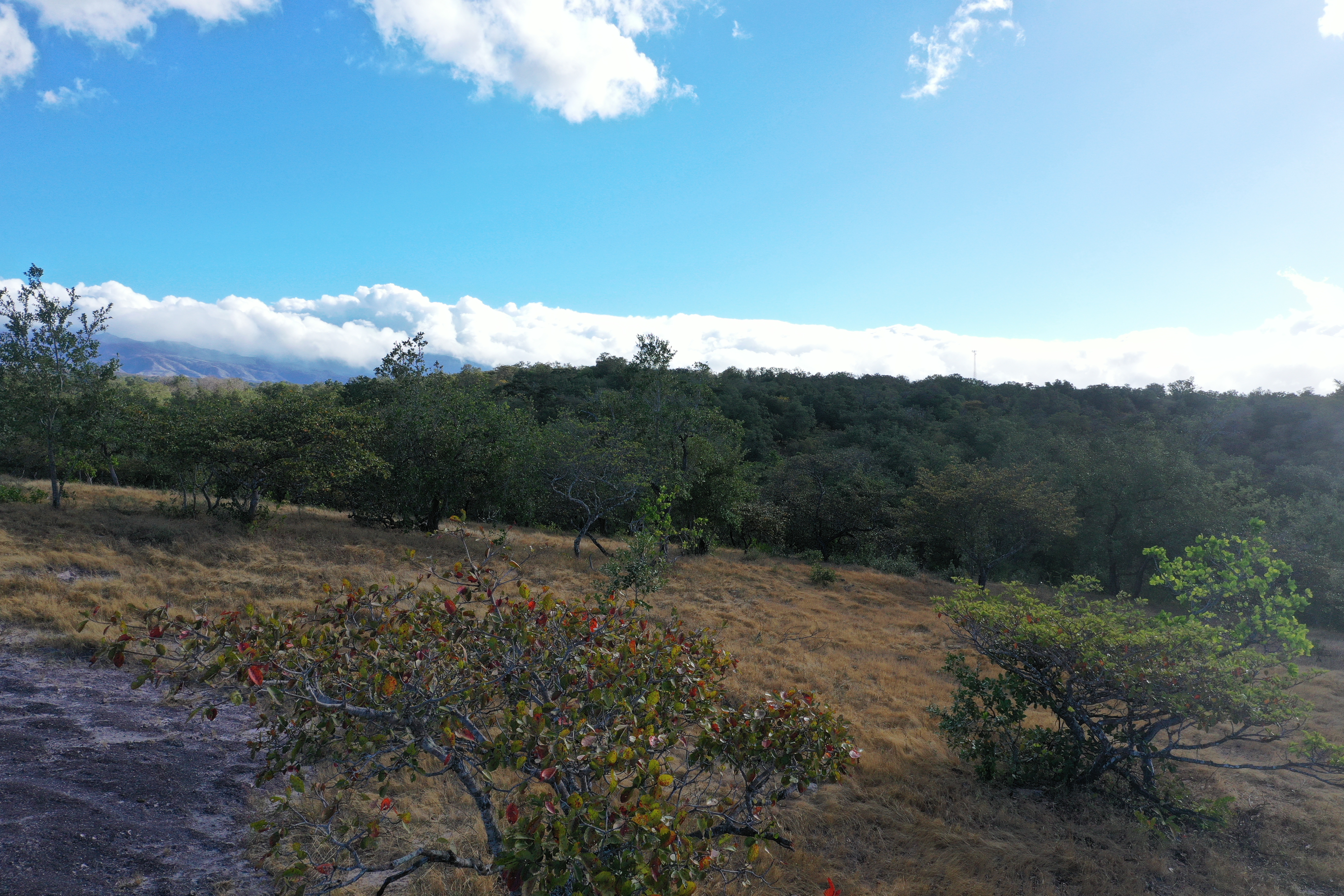 FARM FOR SALE - CURUBANDE | LIBERIA