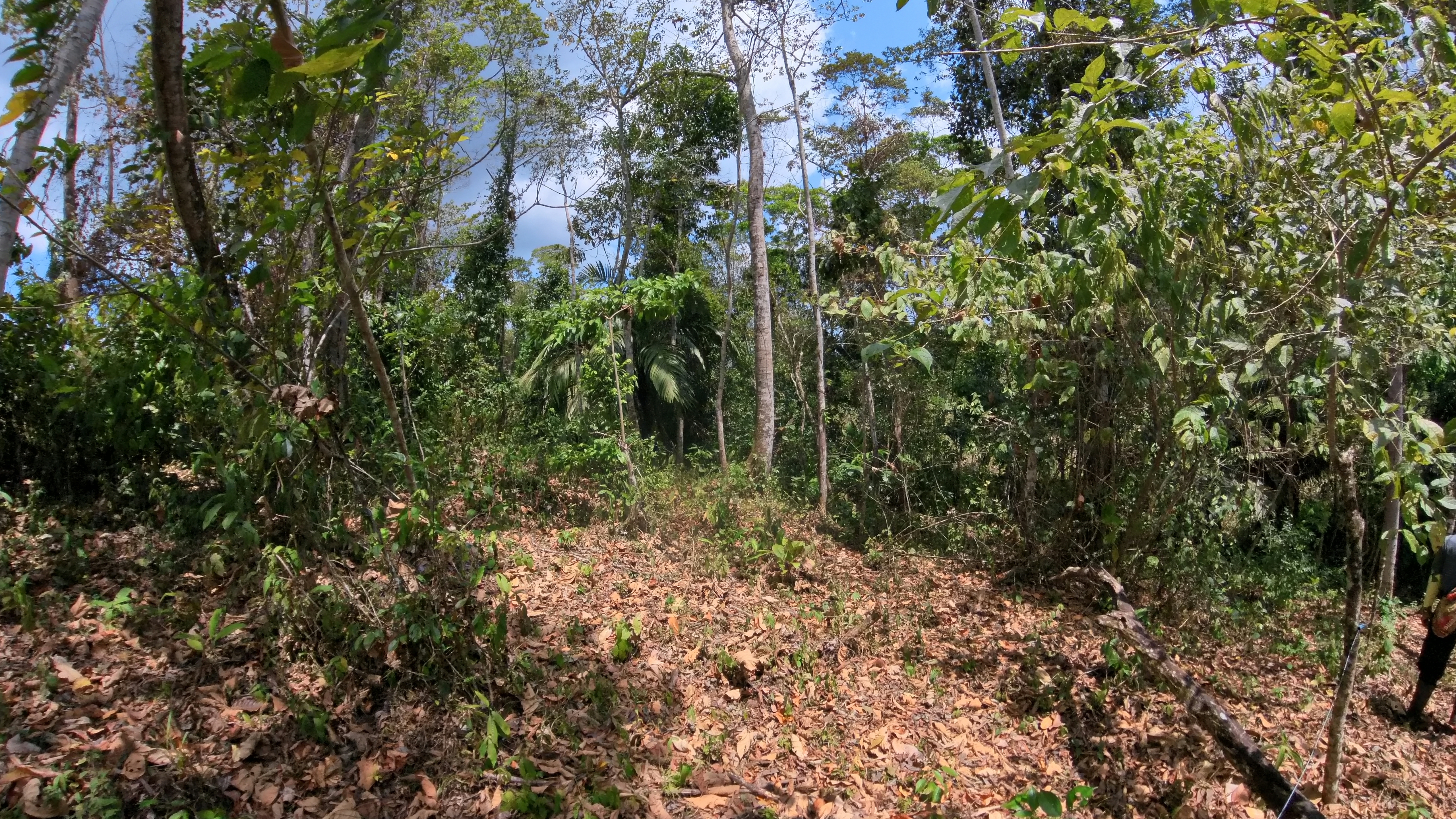 Rosibel Farm, Birdwatching paradise, La Verbena, Upala, Costa Rica