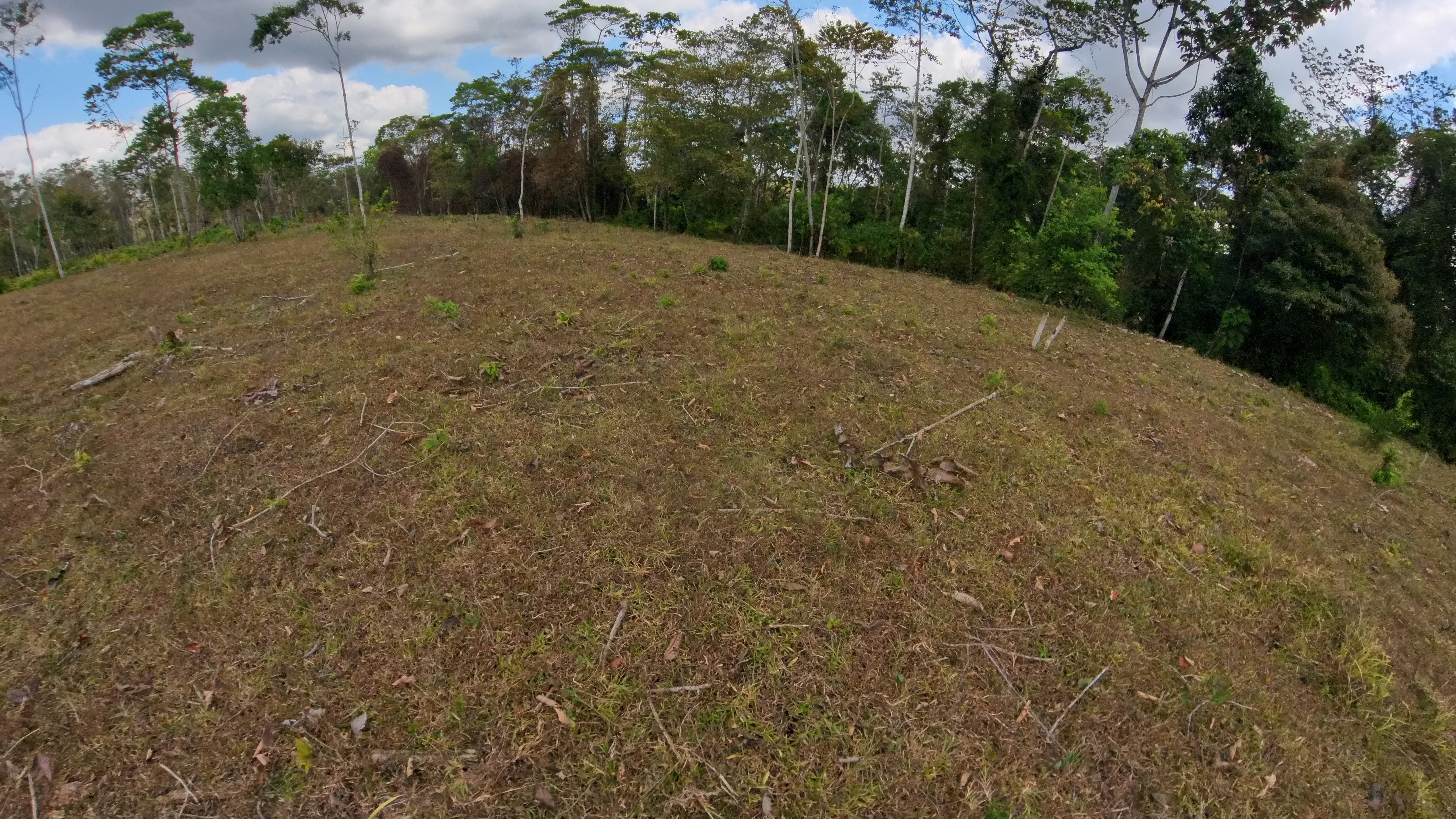 Rosibel Farm, Birdwatching paradise, La Verbena, Upala, Costa Rica