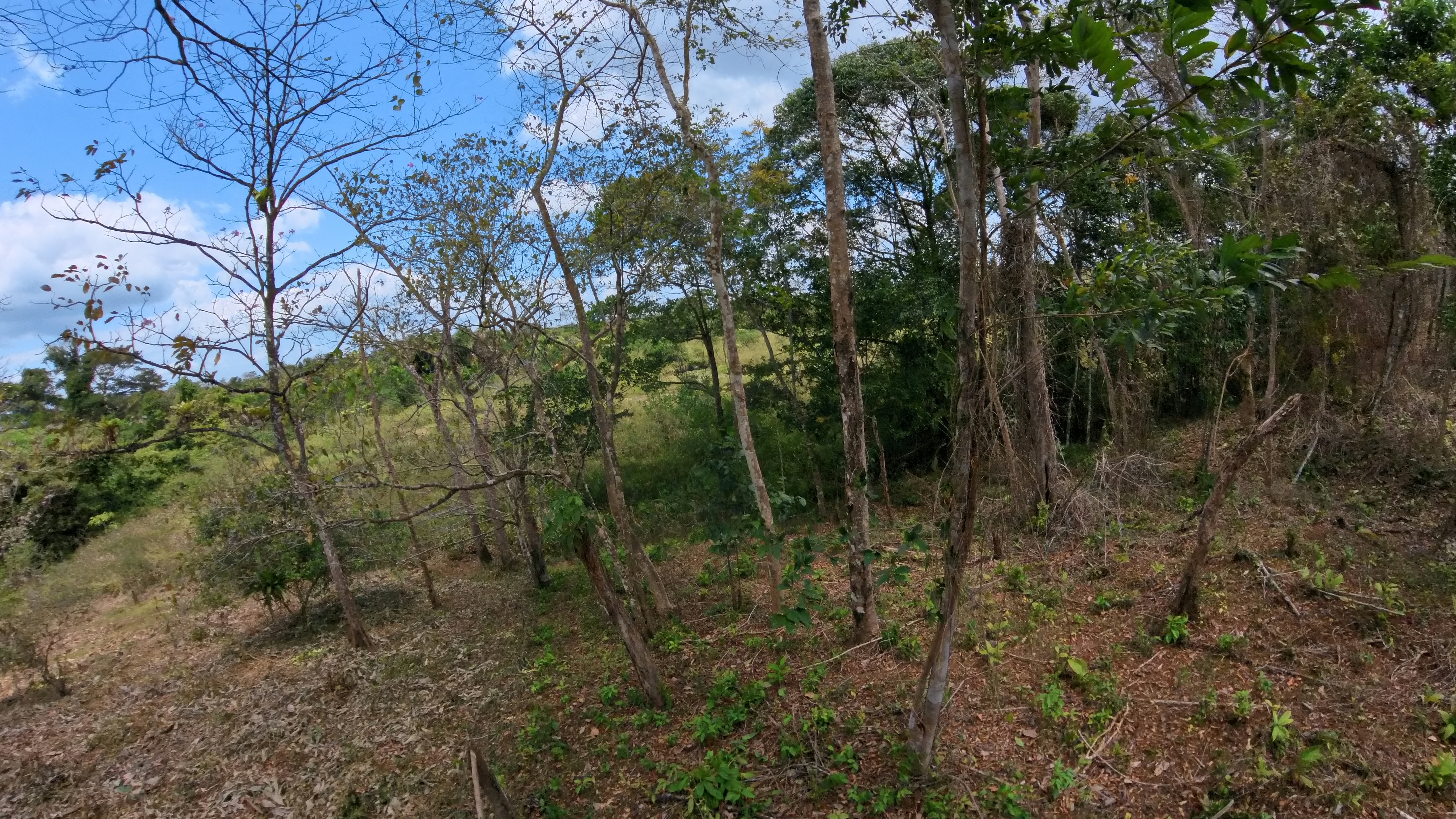 Rosibel Farm, Birdwatching paradise, La Verbena, Upala, Costa Rica