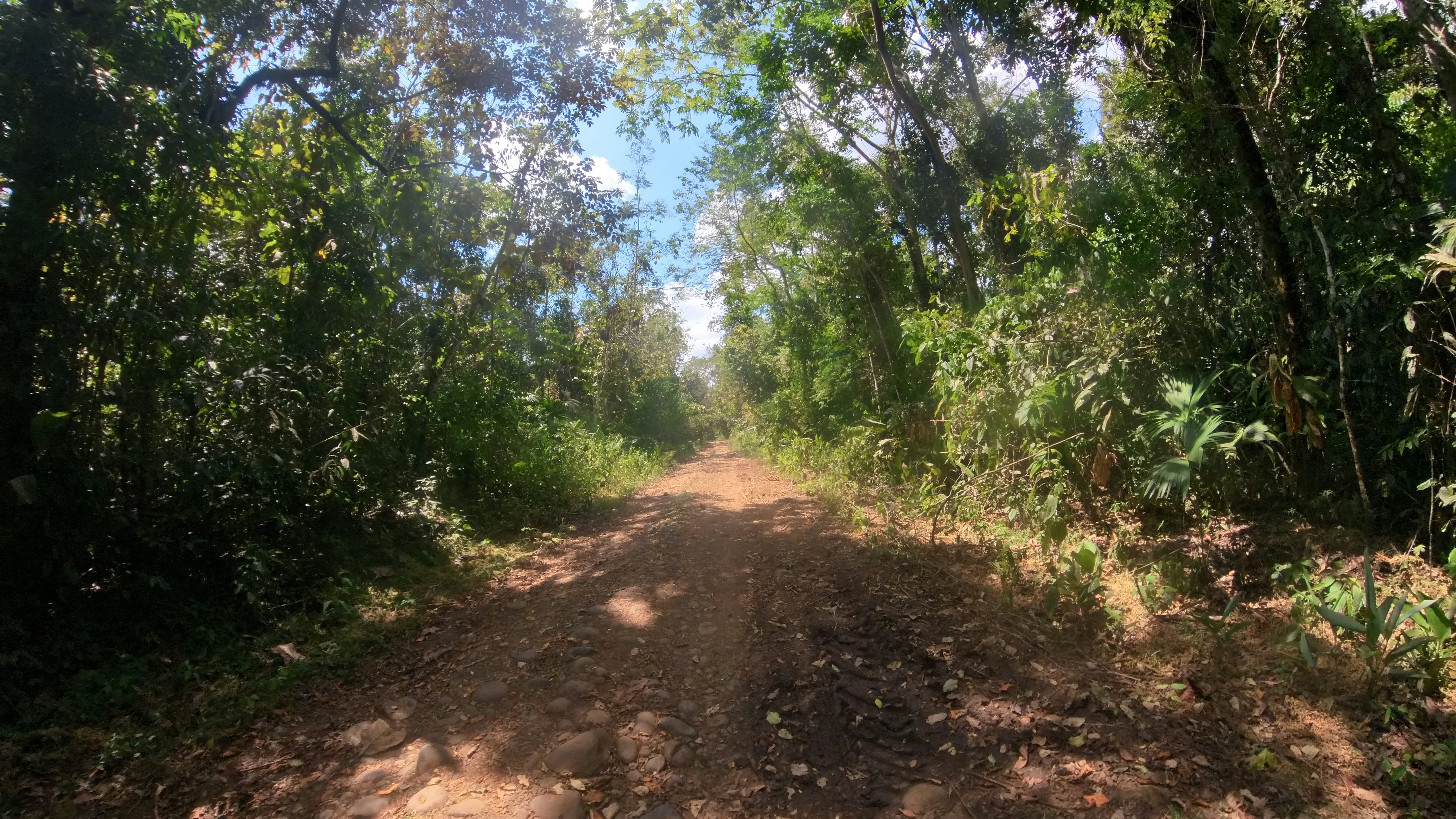 Rosibel Farm, Birdwatching paradise, La Verbena, Upala, Costa Rica