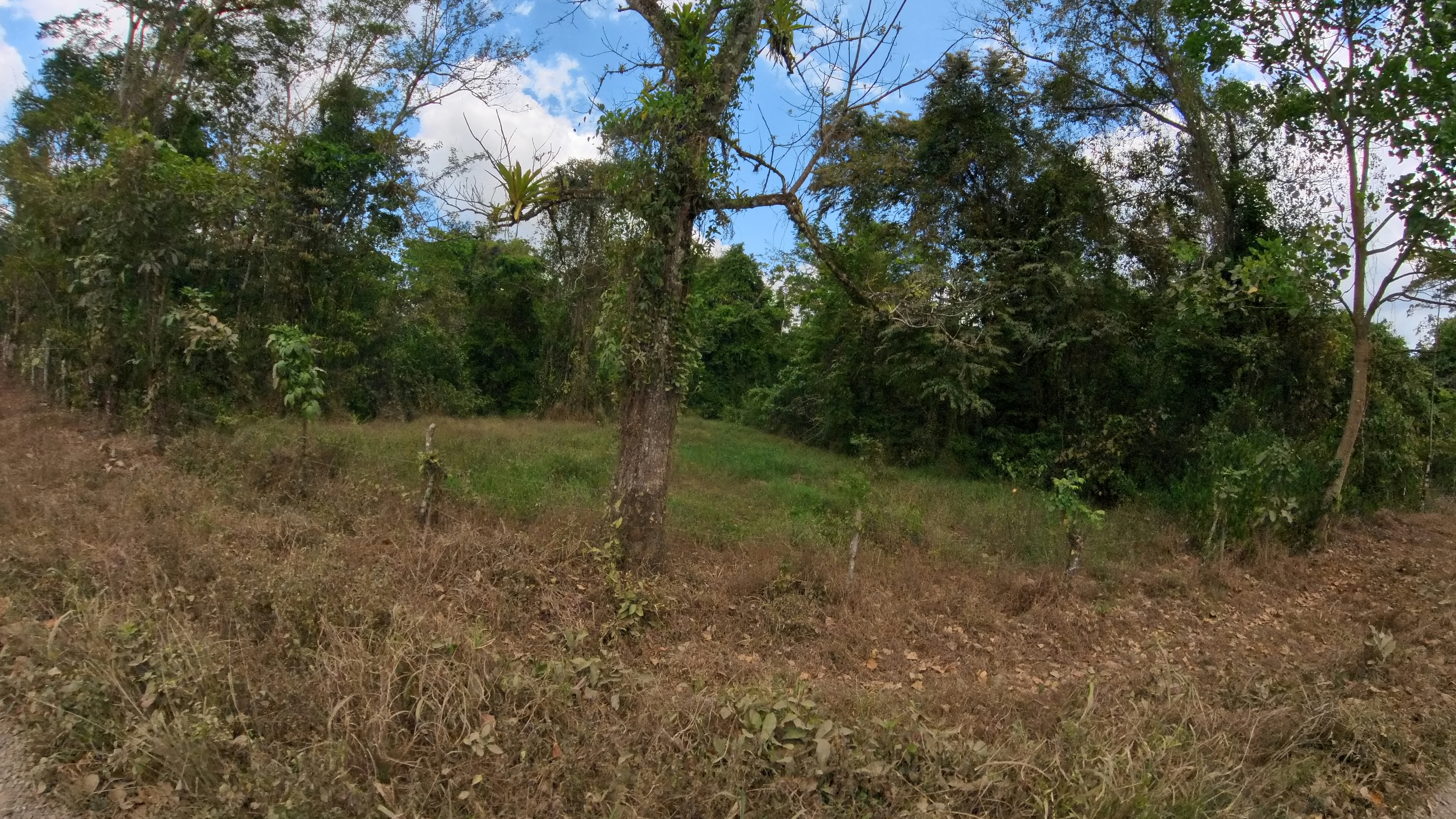 Rosibel Farm, Birdwatching paradise, La Verbena, Upala, Costa Rica