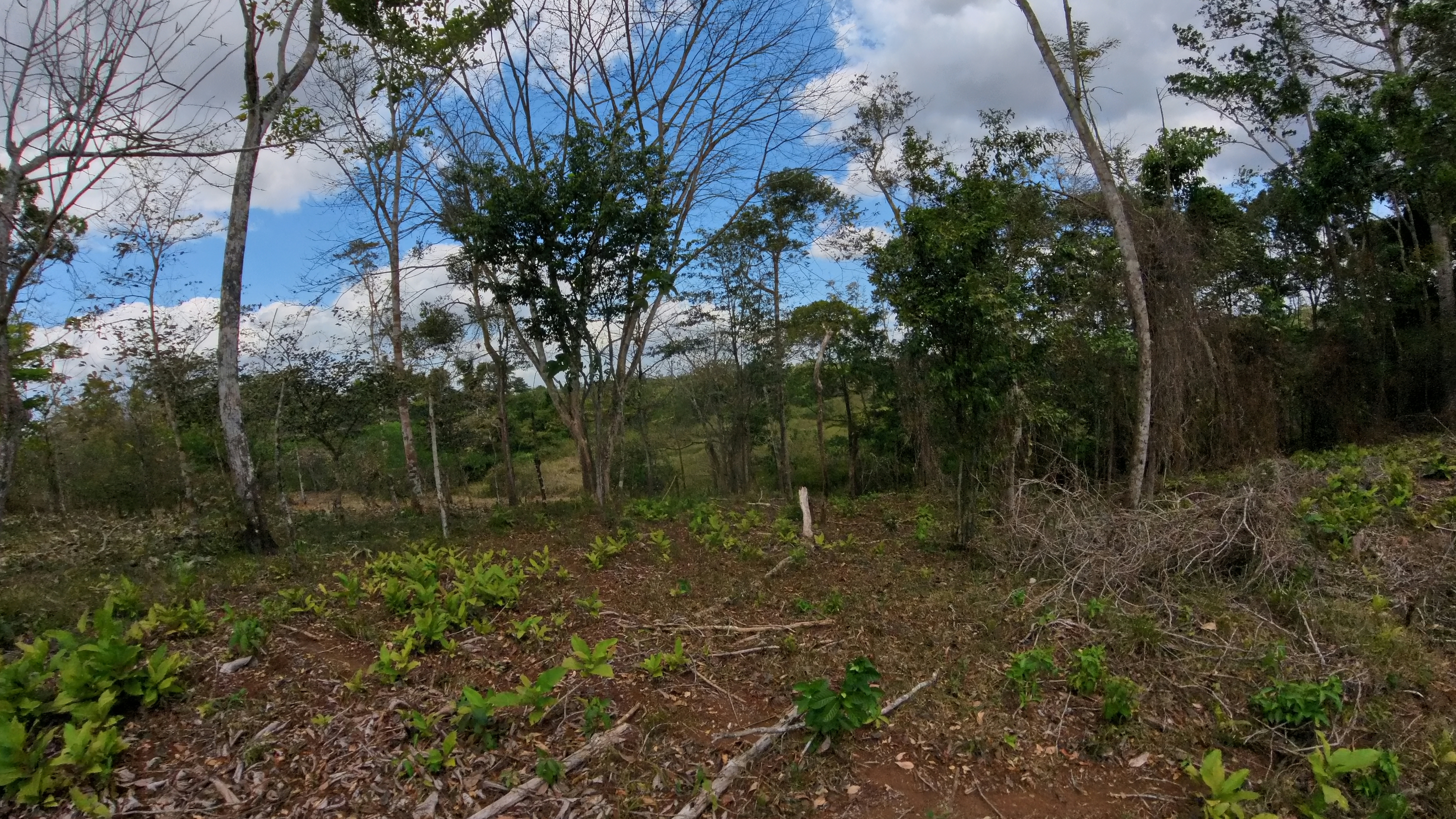 Rosibel Farm, Birdwatching paradise, La Verbena, Upala, Costa Rica