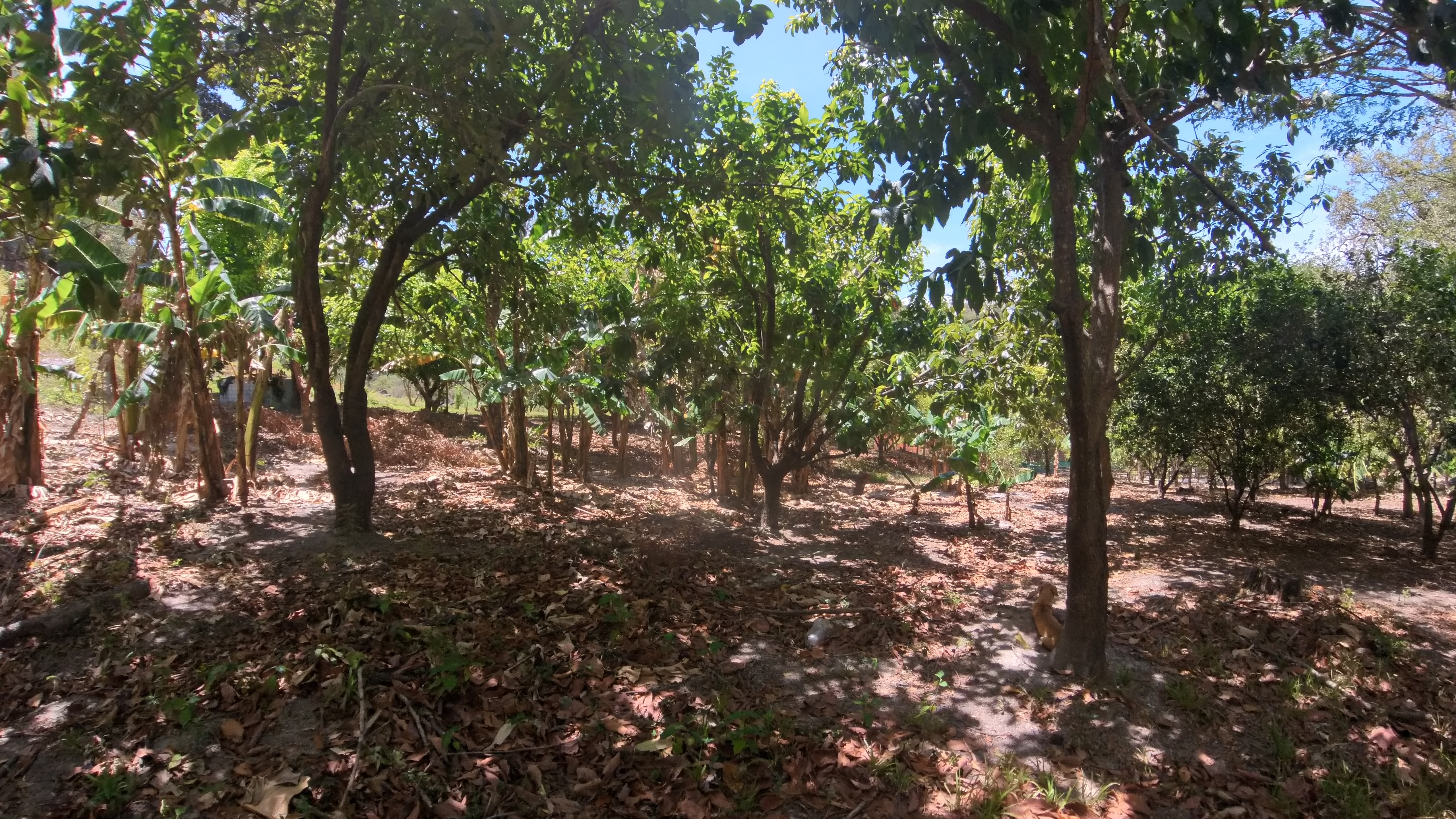 FINCA EN VENTA - EL ESCOBIO | LIBERIA