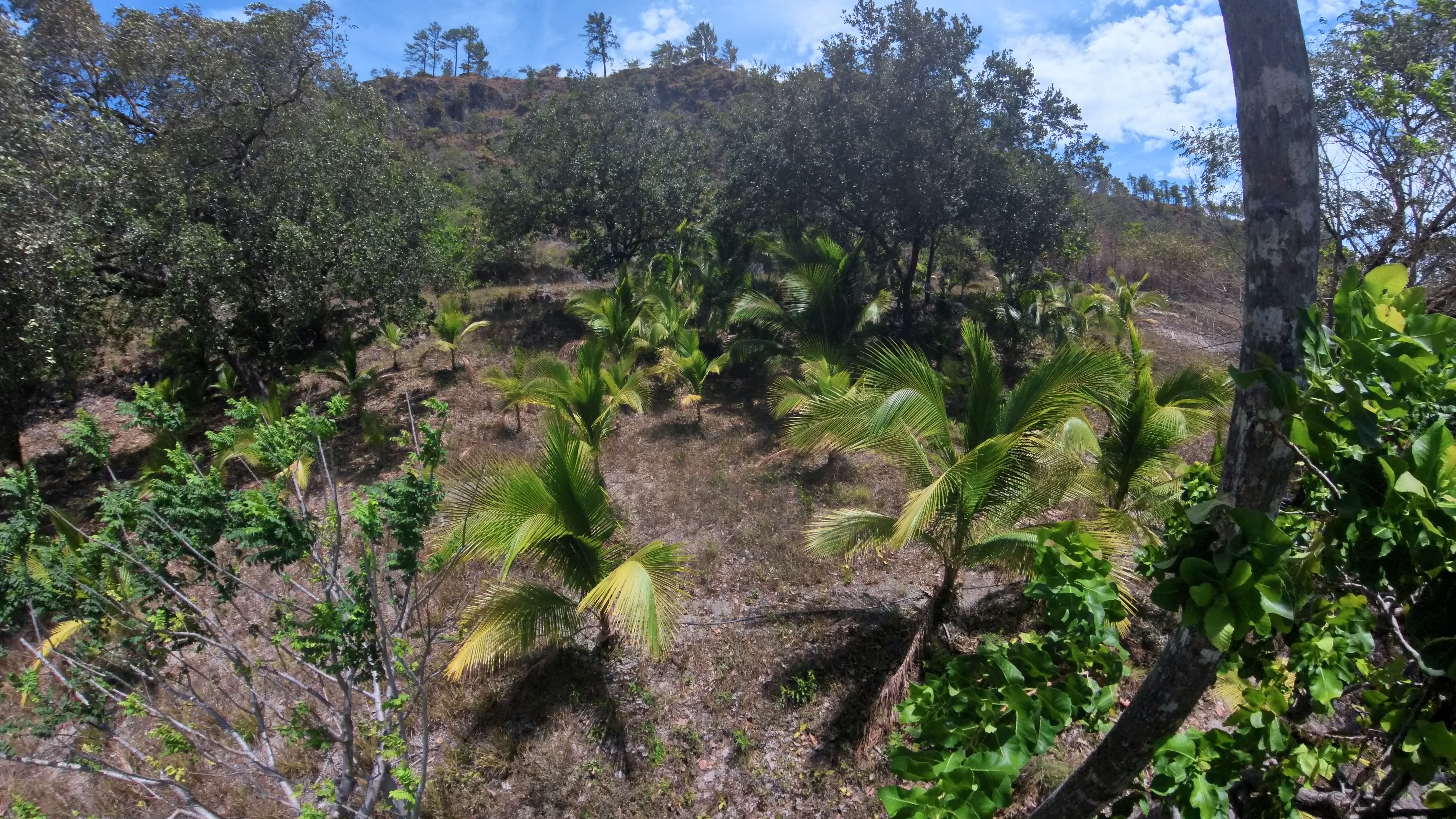 FINCA EN VENTA - EL ESCOBIO | LIBERIA