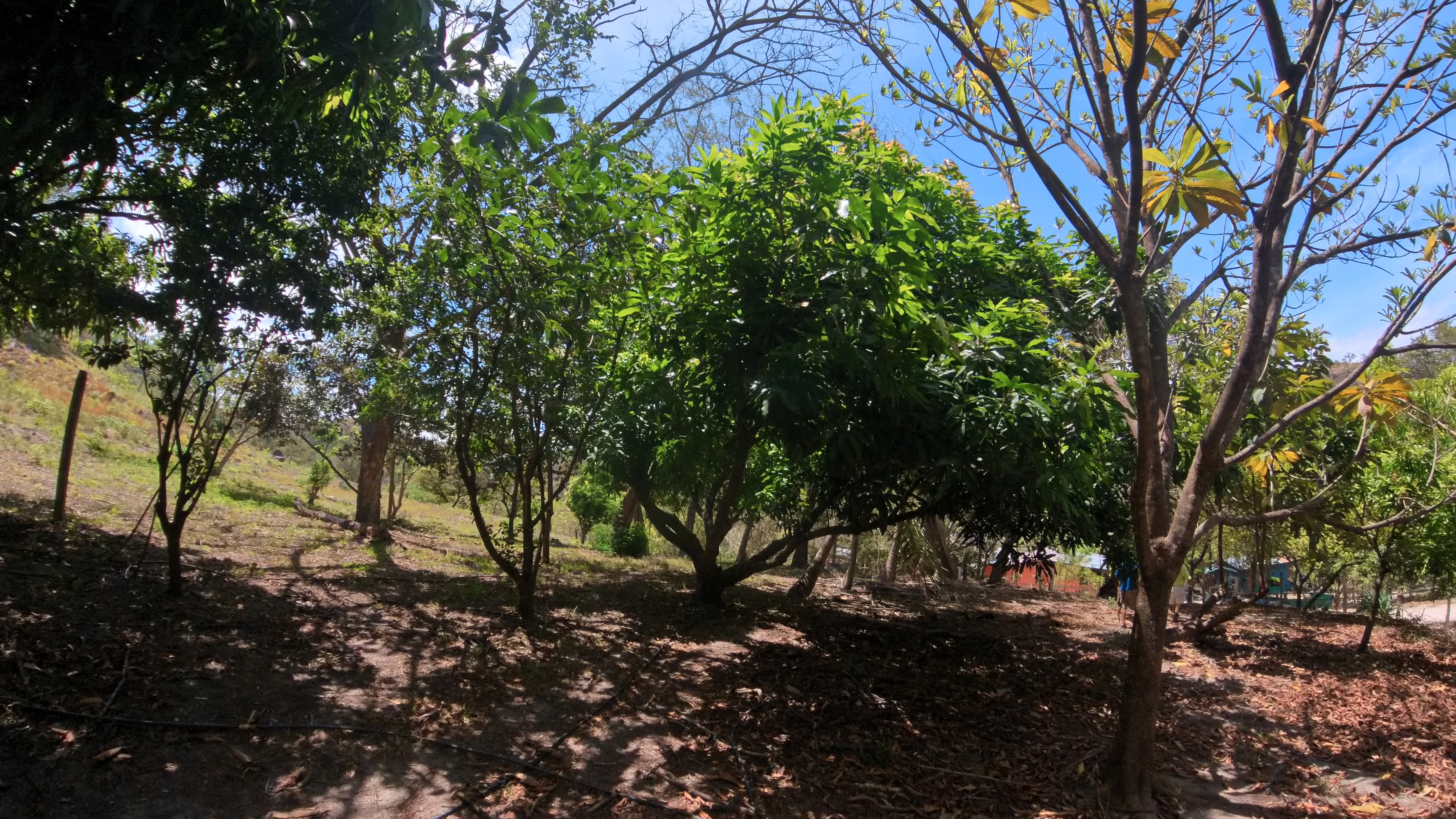 FINCA EN VENTA - EL ESCOBIO | LIBERIA