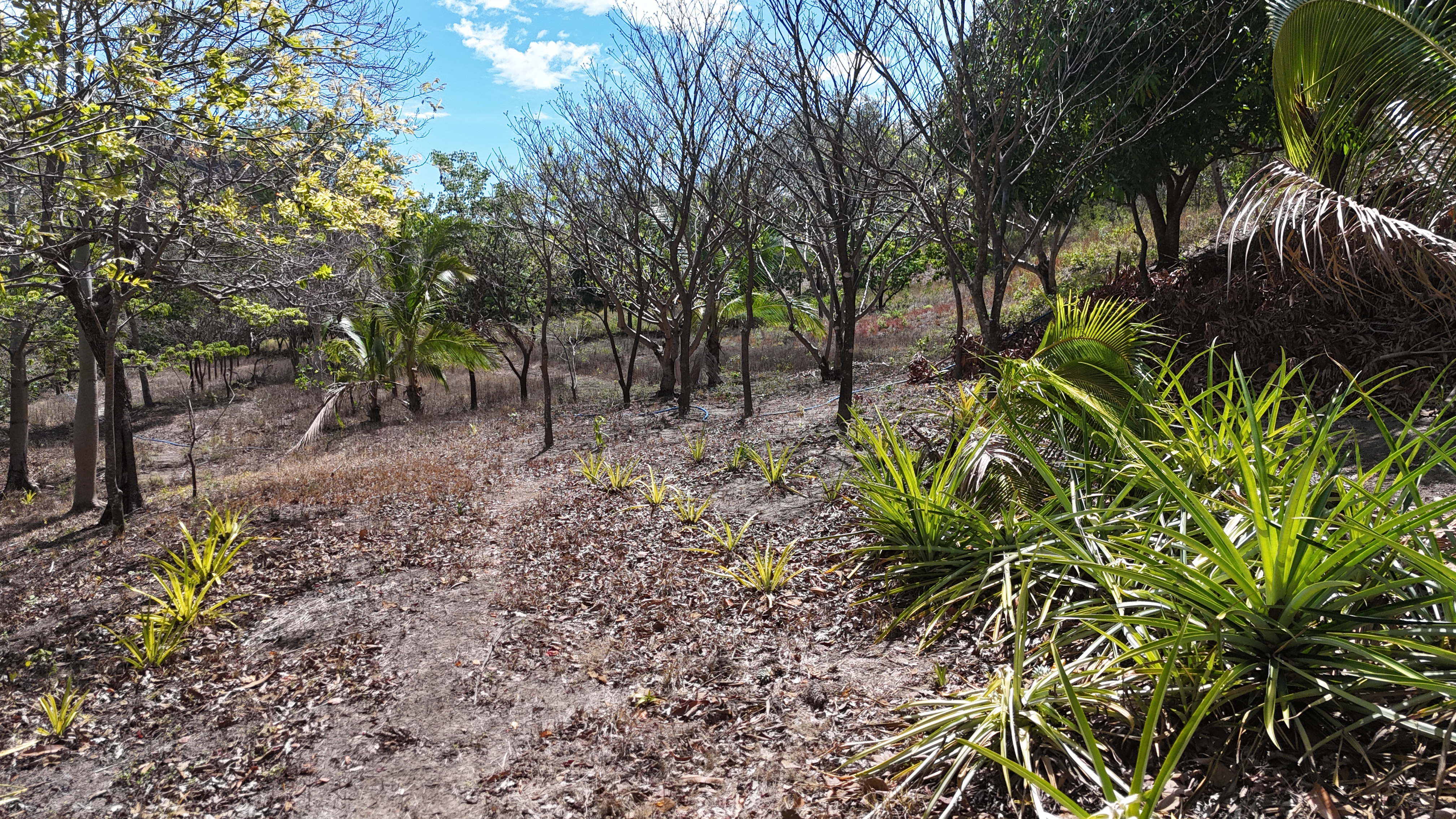 FINCA EN VENTA - EL ESCOBIO | LIBERIA