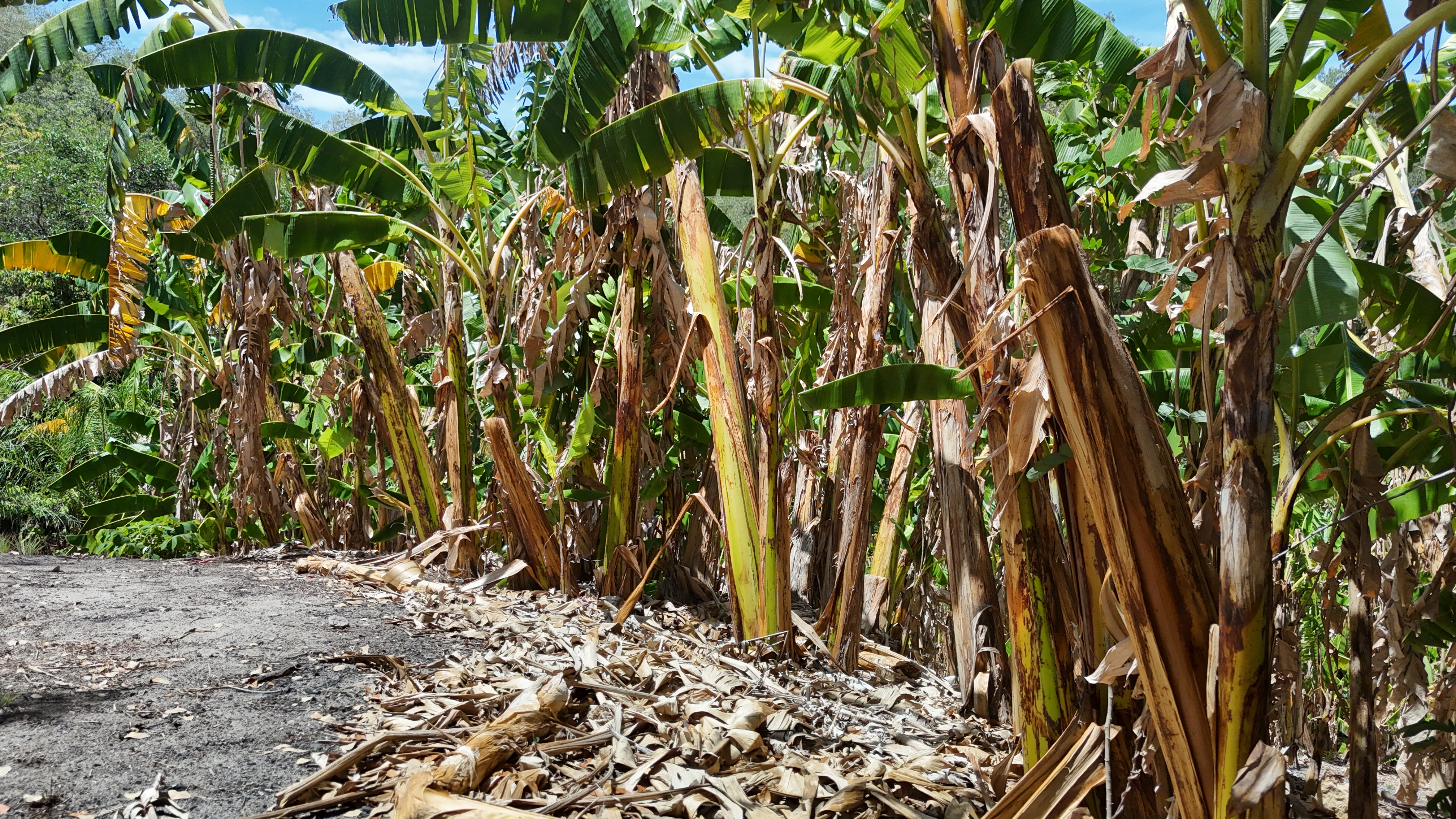 FINCA EN VENTA - EL ESCOBIO | LIBERIA