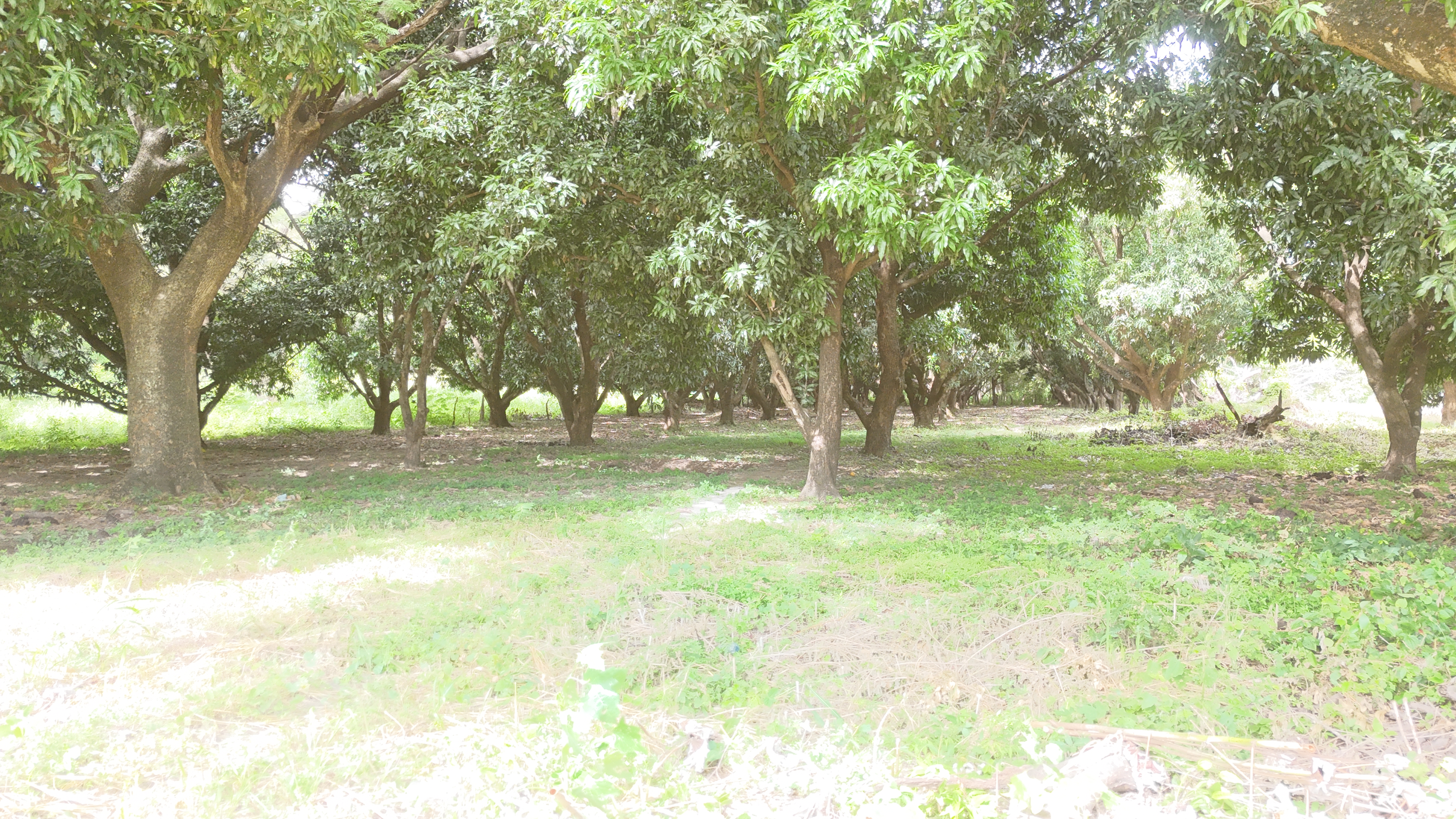 LOTE COMERCIAL RUTA 1 - LIBERIA