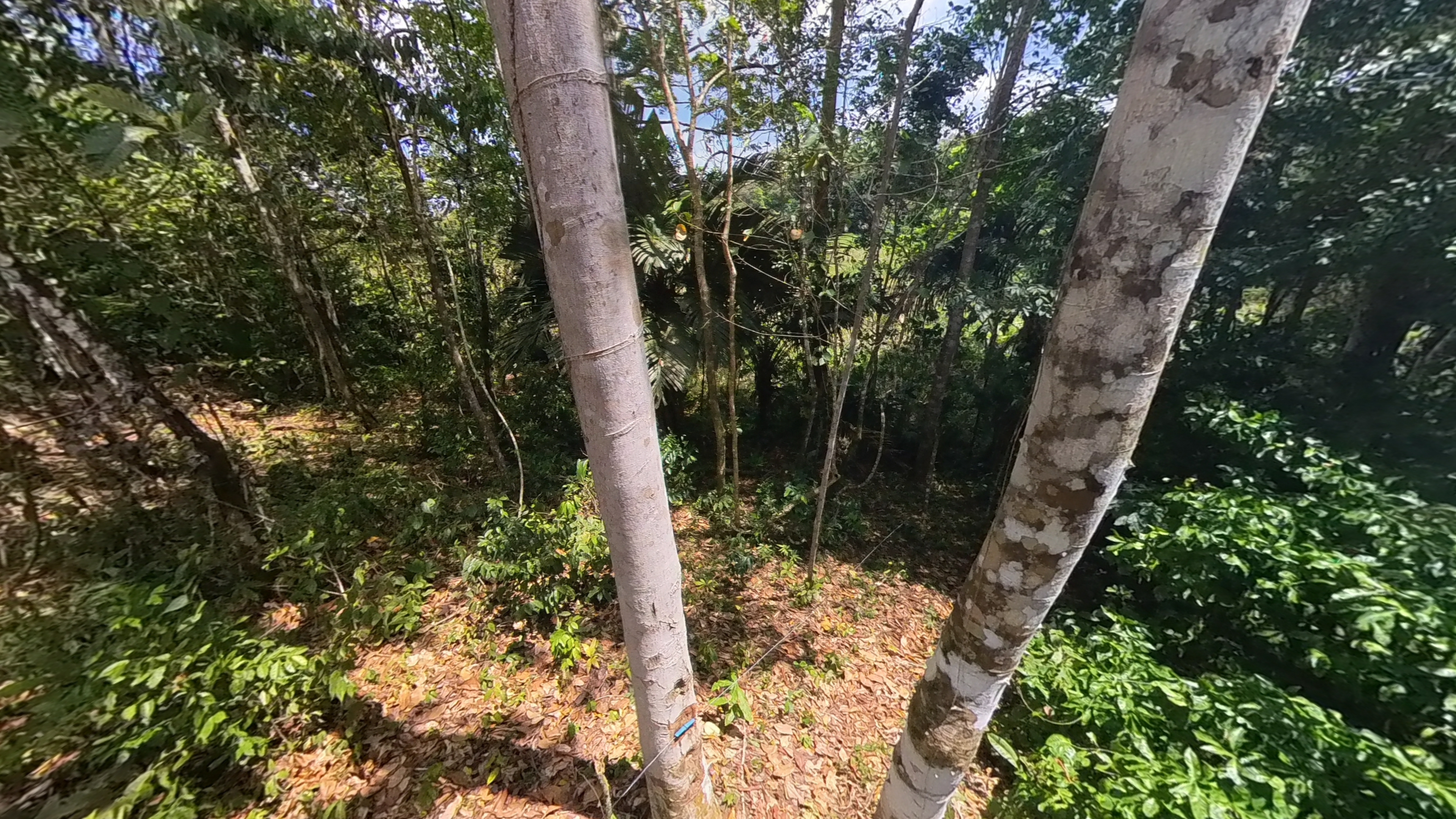 Rosibel Farm, Birdwatching paradise, La Verbena, Upala, Costa Rica