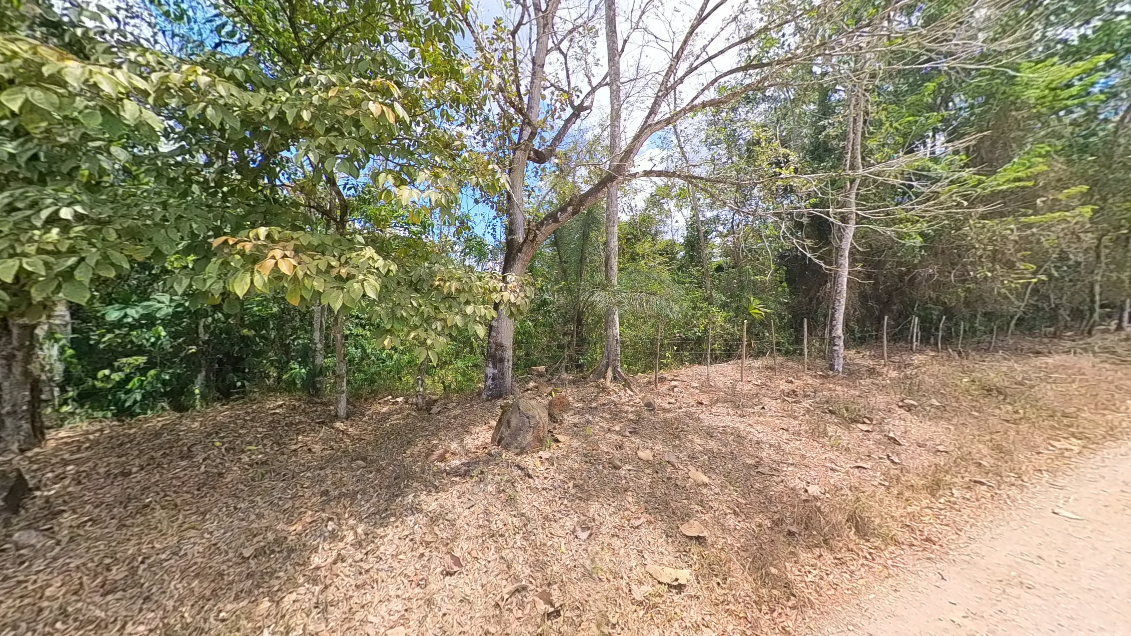 Rosibel Farm, Birdwatching paradise, La Verbena, Upala, Costa Rica