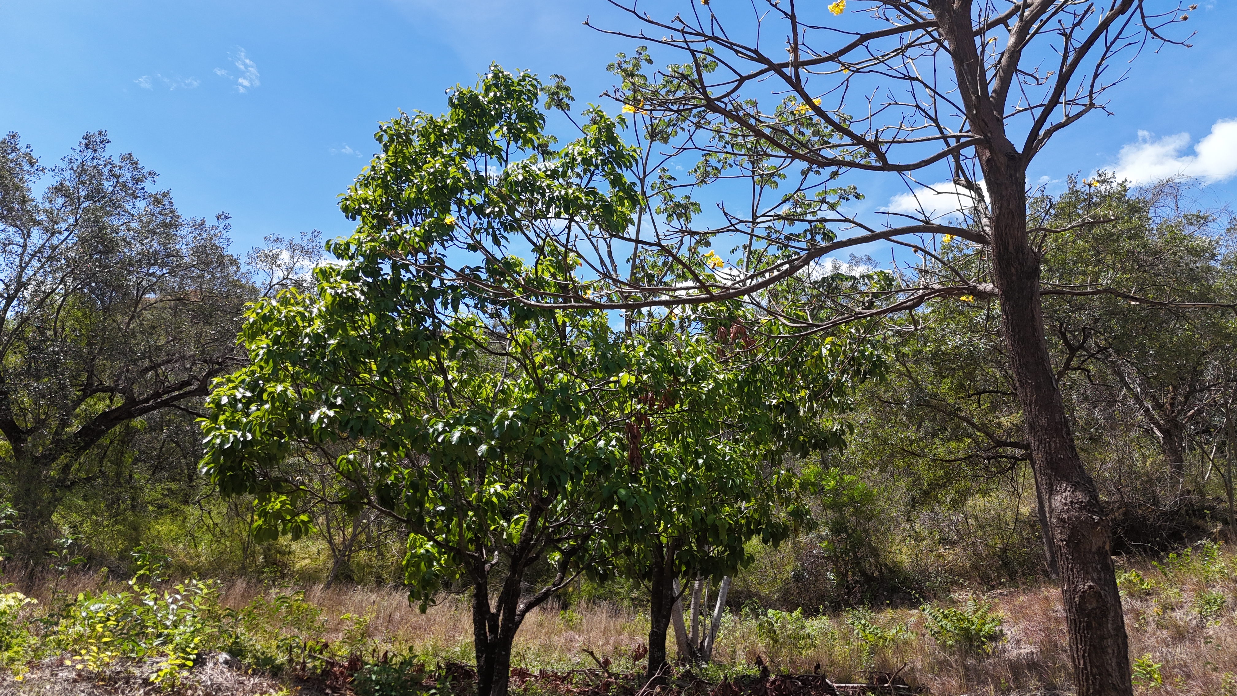FINCA EN VENTA - EL ESCOBIO | LIBERIA