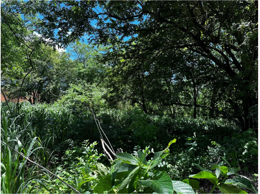 LOTE EN VENTA - LIBERIA | BARRIO LA CRUZ