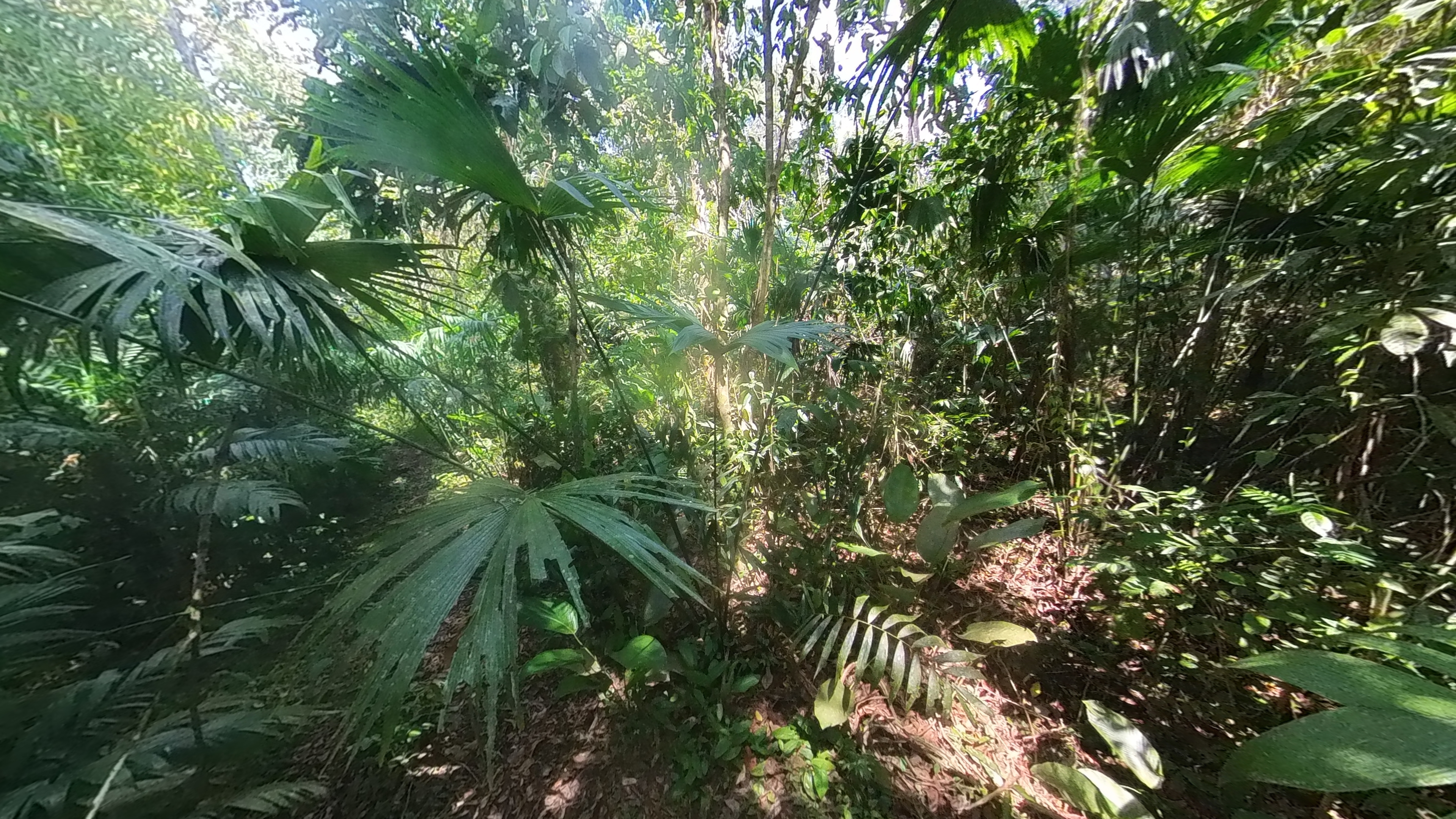 Rosibel Farm, Birdwatching paradise, La Verbena, Upala, Costa Rica