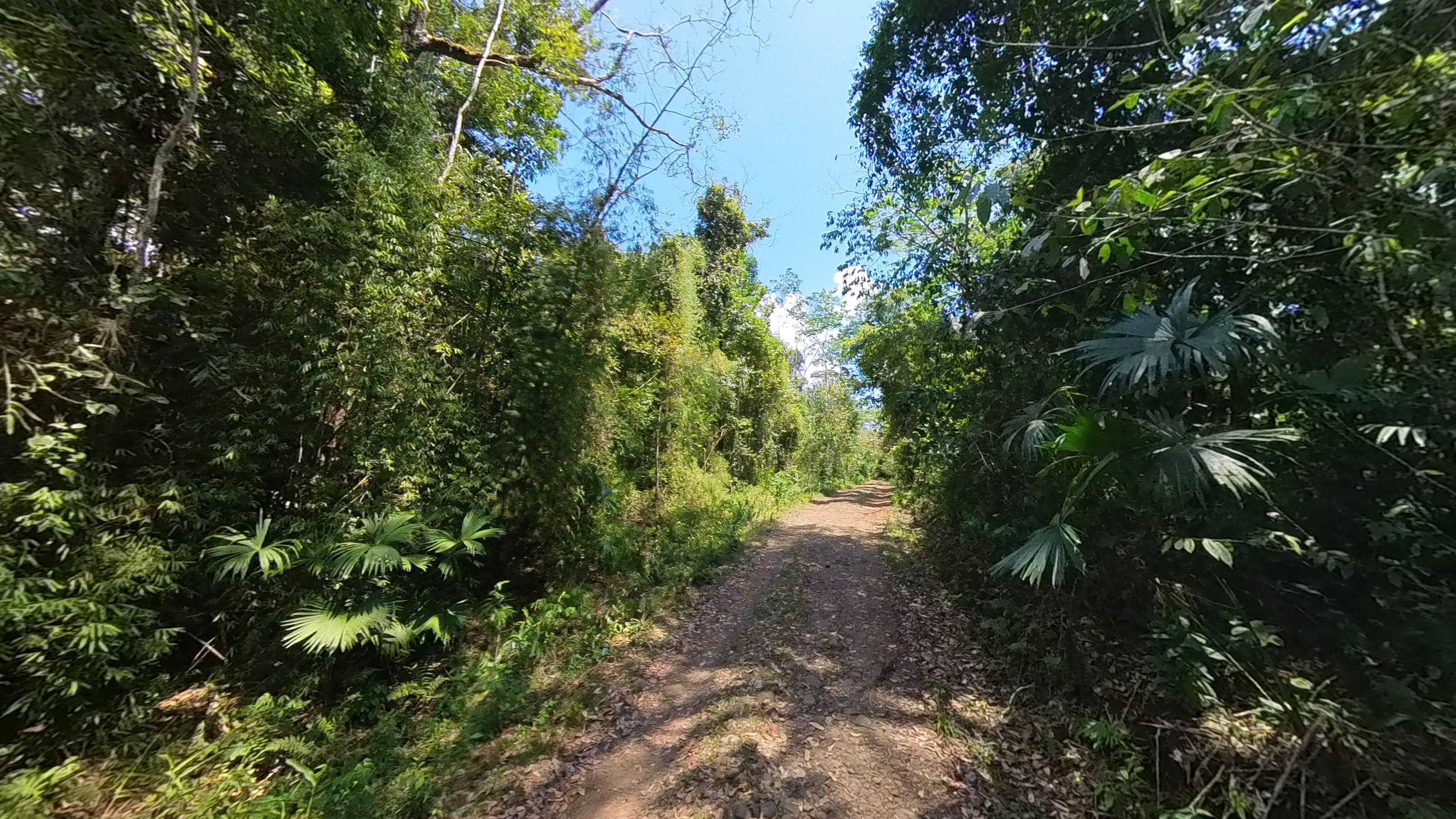 Rosibel Farm, Birdwatching paradise, La Verbena, Upala, Costa Rica