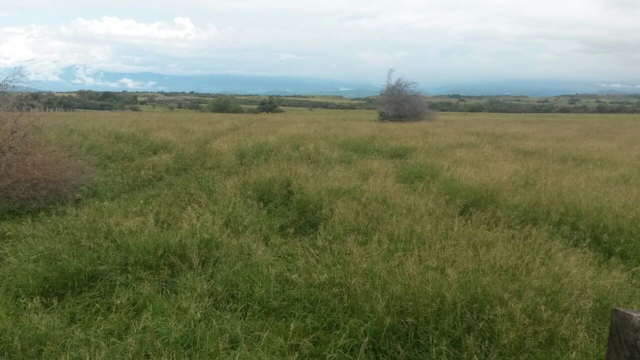 Finca en venta en Saldaña  Tolima