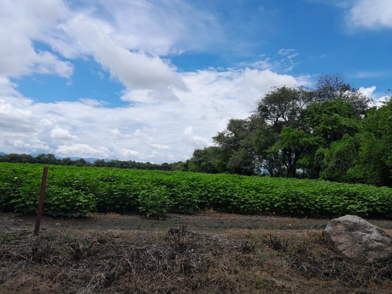 Finca en venta en Alvarado Tolima
