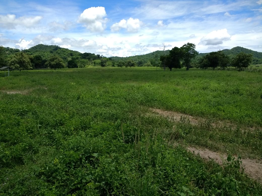 Finca en venta en el Tolima