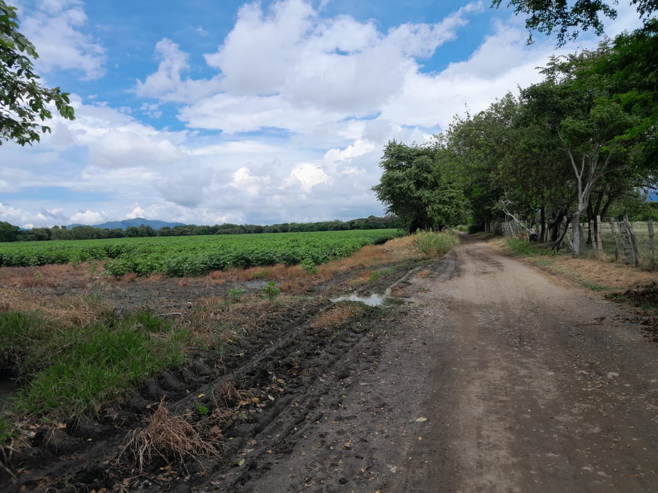 Finca en venta en Alvarado Tolima