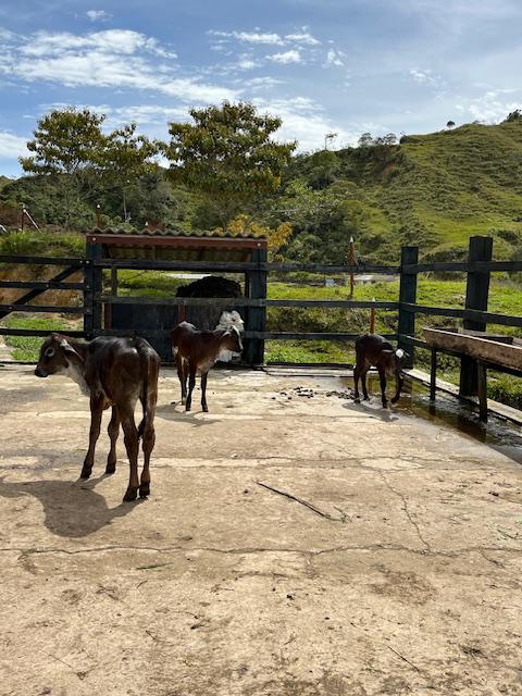 Finca Agropecuaria en Venta en Santo Domingo Antioquia