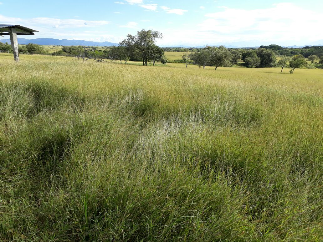 Finca en venta en Saldaña  Tolima