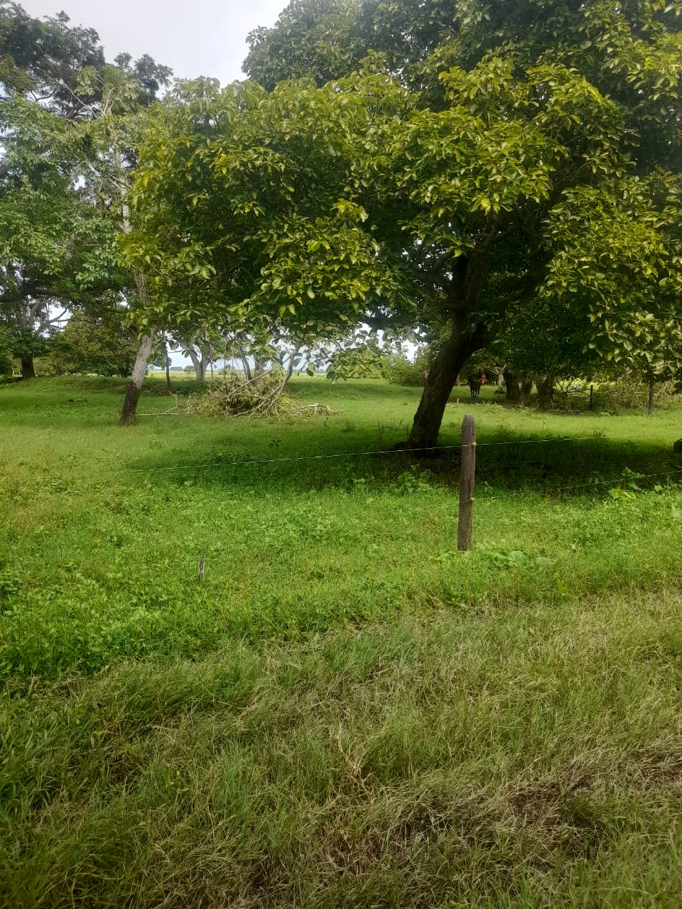 Finca en venta en Córdoba cerca de Montería