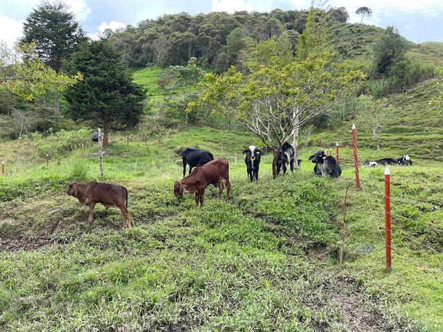 Finca Agropecuaria en Venta en Santo Domingo Antioquia