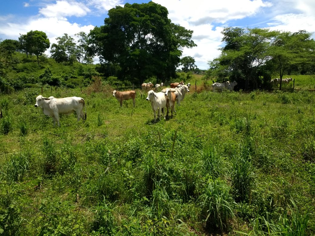 Finca en venta en el Tolima