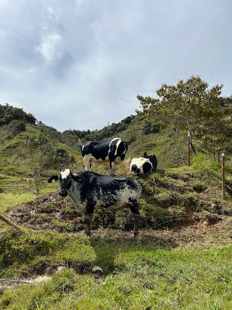 Finca Agropecuaria en Venta en Santo Domingo Antioquia